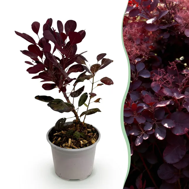green-guardia-cotinus-coggyria-lilla-zierstrauch-lila-12cm image 1