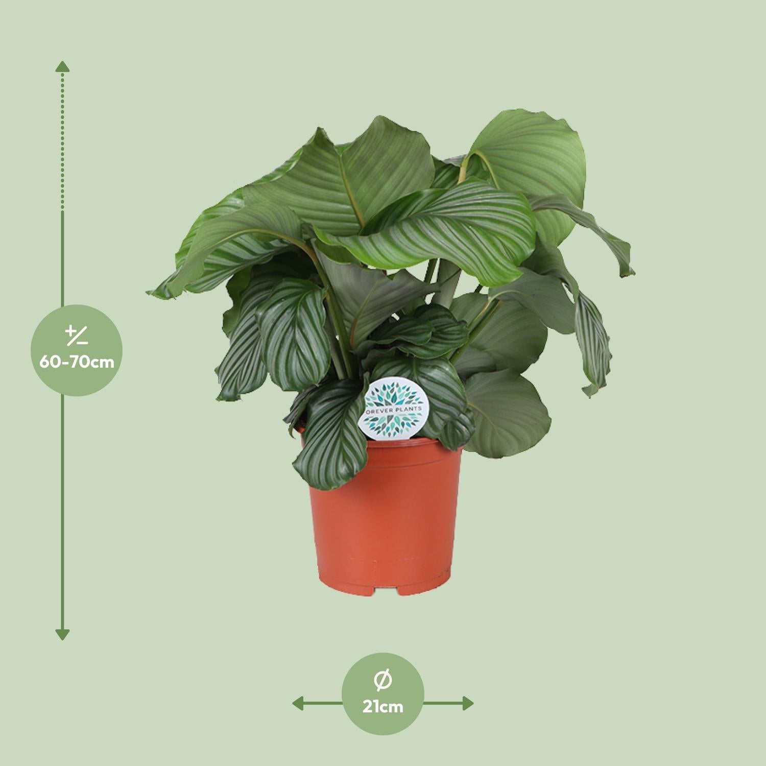 green-guardia-unsere-pflanzen-calathea-orbifolia-zimmerpflanze-50cm image 6