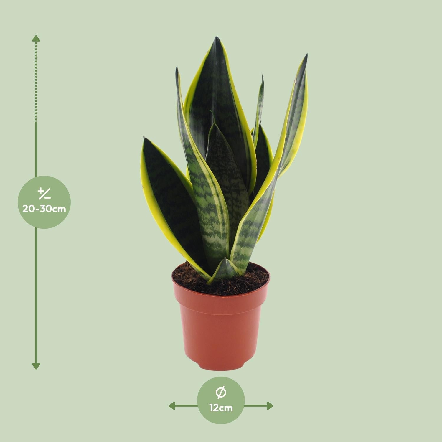 green-guardia-sansevieria-futura-superba-bogenhanf-30-45cm image 2