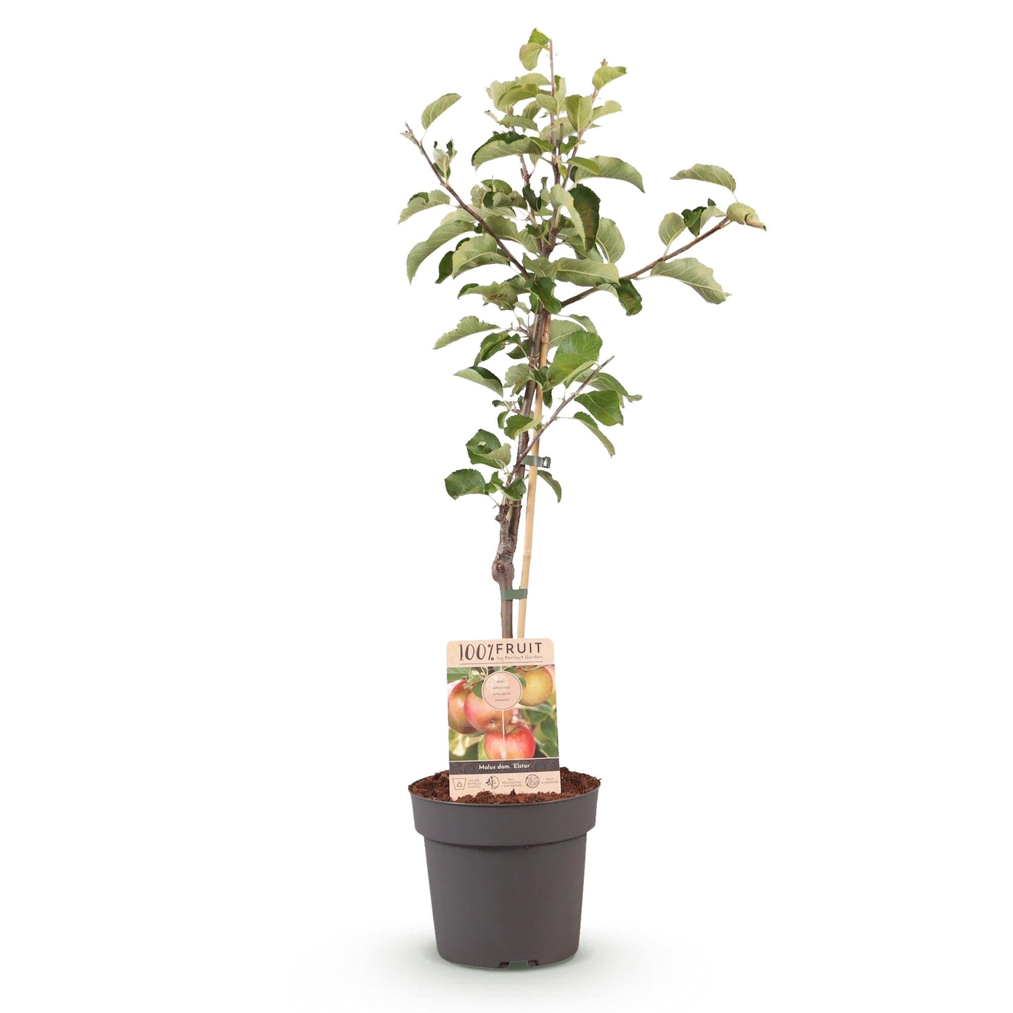 green-guardia-malus-domestica-elstar-apfelbaum-90cm-topf image 2