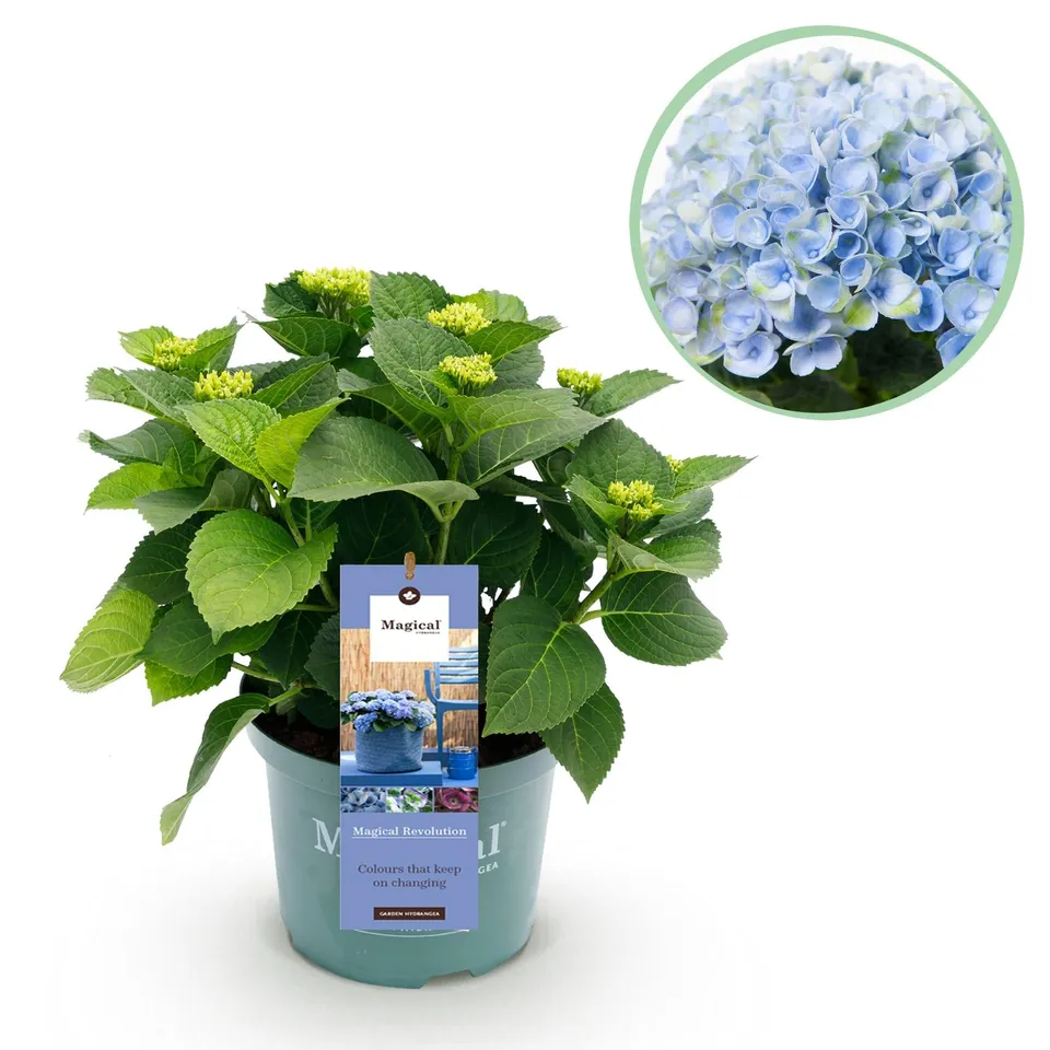green-guardia-unsere-pflanzen-hortensie-magical-revolution-blue-23cm-topf image 1