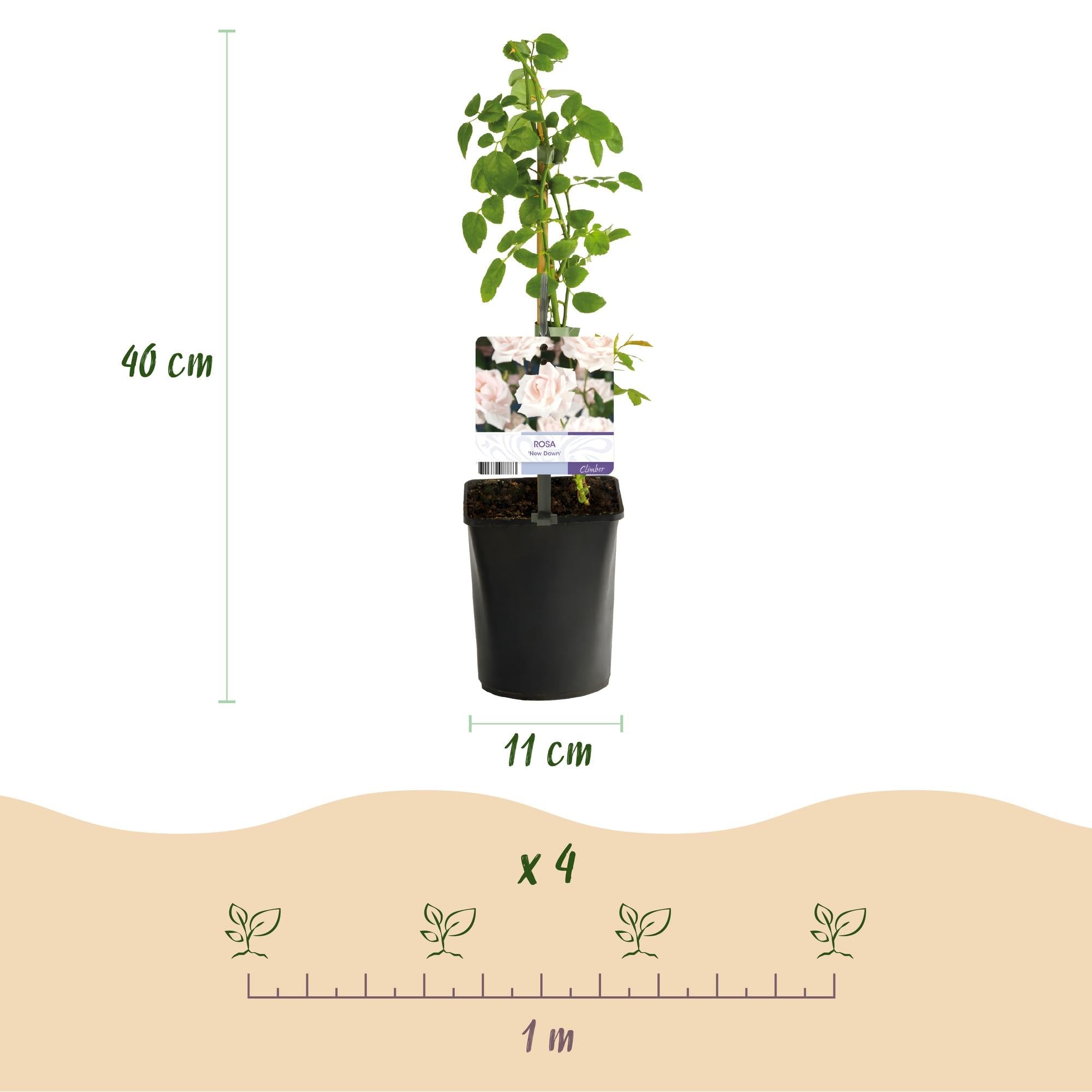 green-guardia-new-dawn-kletterrose-hellrosa-2-pflanzen-11-cm image 3