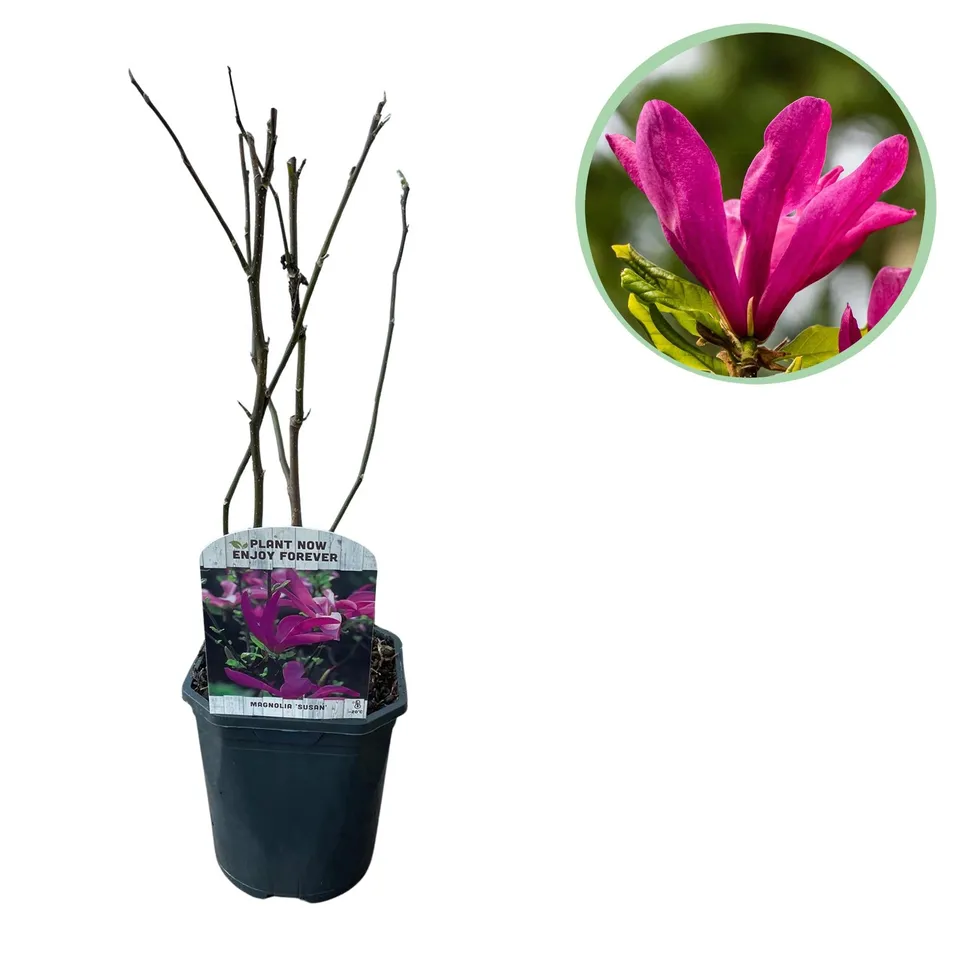 green-guardia-magnolie-susan-bl-hstrauch-17cm-topf-dunkelrosa image 1