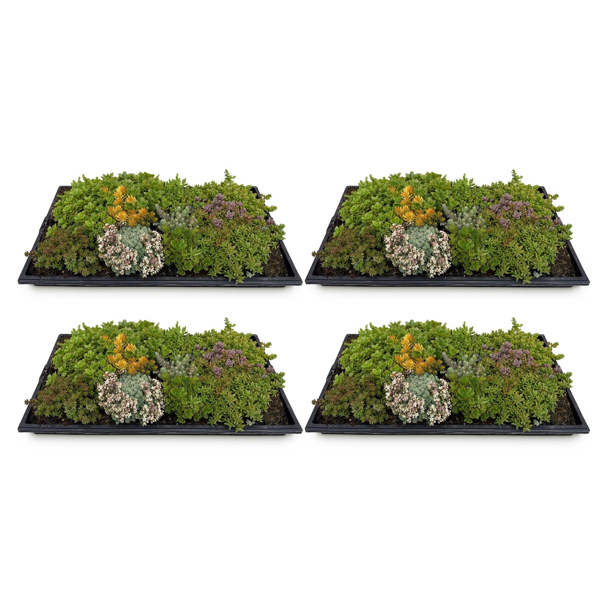 green-guardia-sedum-bodendecker-matte-10-arten-50x30-cm-winterhart image 2