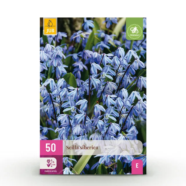 green-guardia-scilla-siberica-blumenzwiebeln-blau-50-st-ck image 1