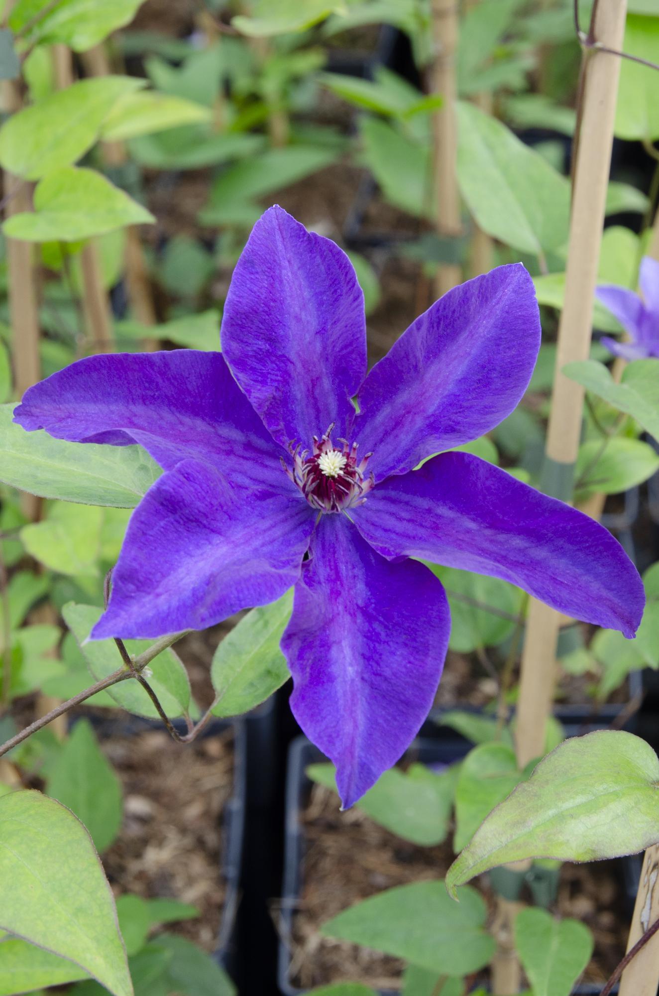 green-guardia-the-president-clematis-lila-15-cm-topf-65-cm image 2