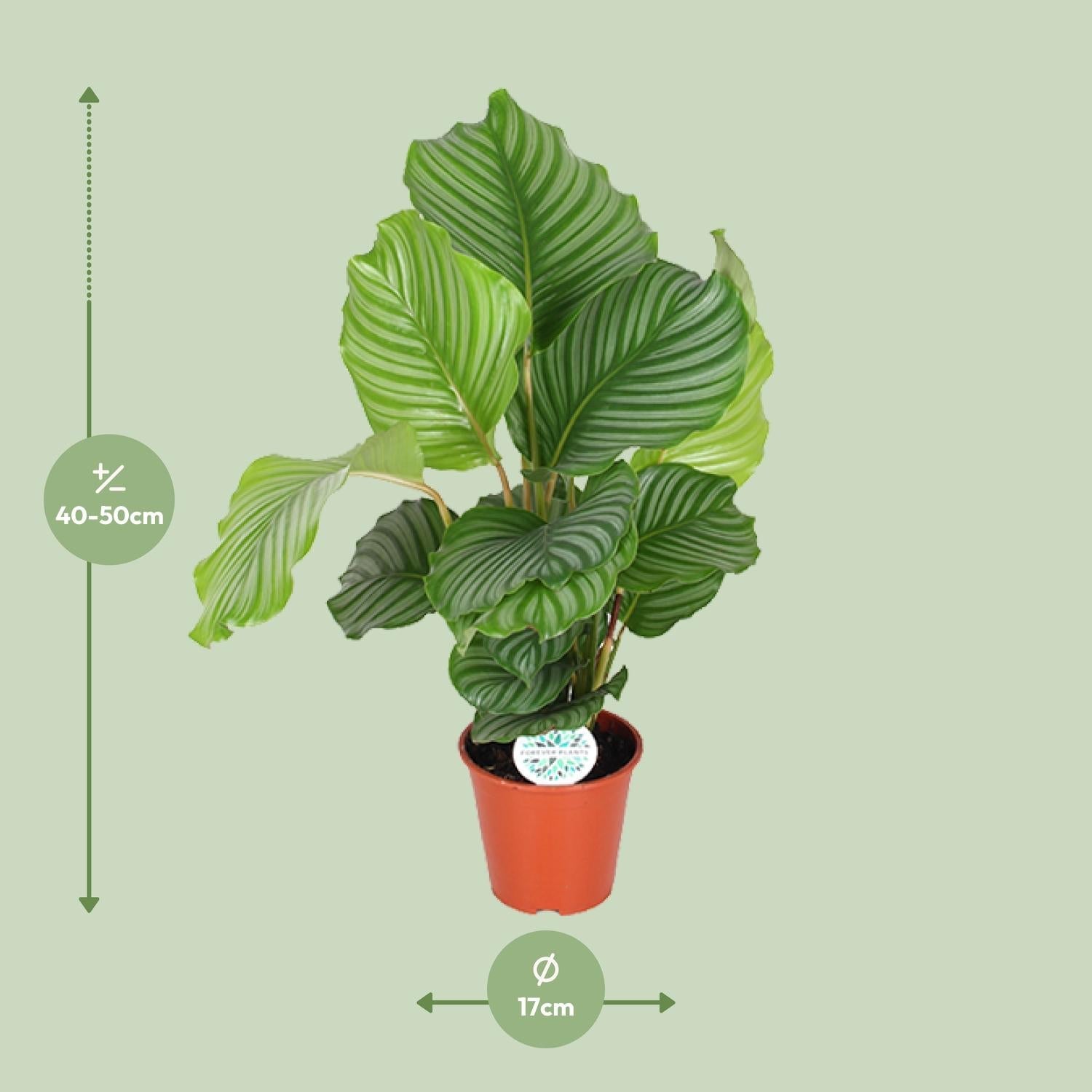 green-guardia-unsere-pflanzen-calathea-orbifolia-zimmerpflanze-50cm image 5