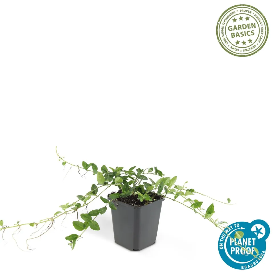 green-guardia-vinca-minor-alba-bodendecker-12-pflanzen-wei-winterhart image 1