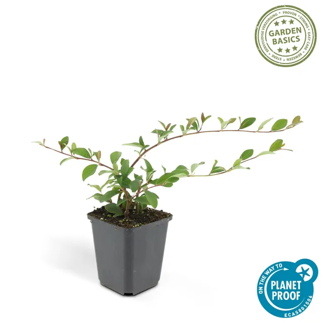 green-guardia-cotoneaster-dammeri-bodendecker-6x-9cm image 1