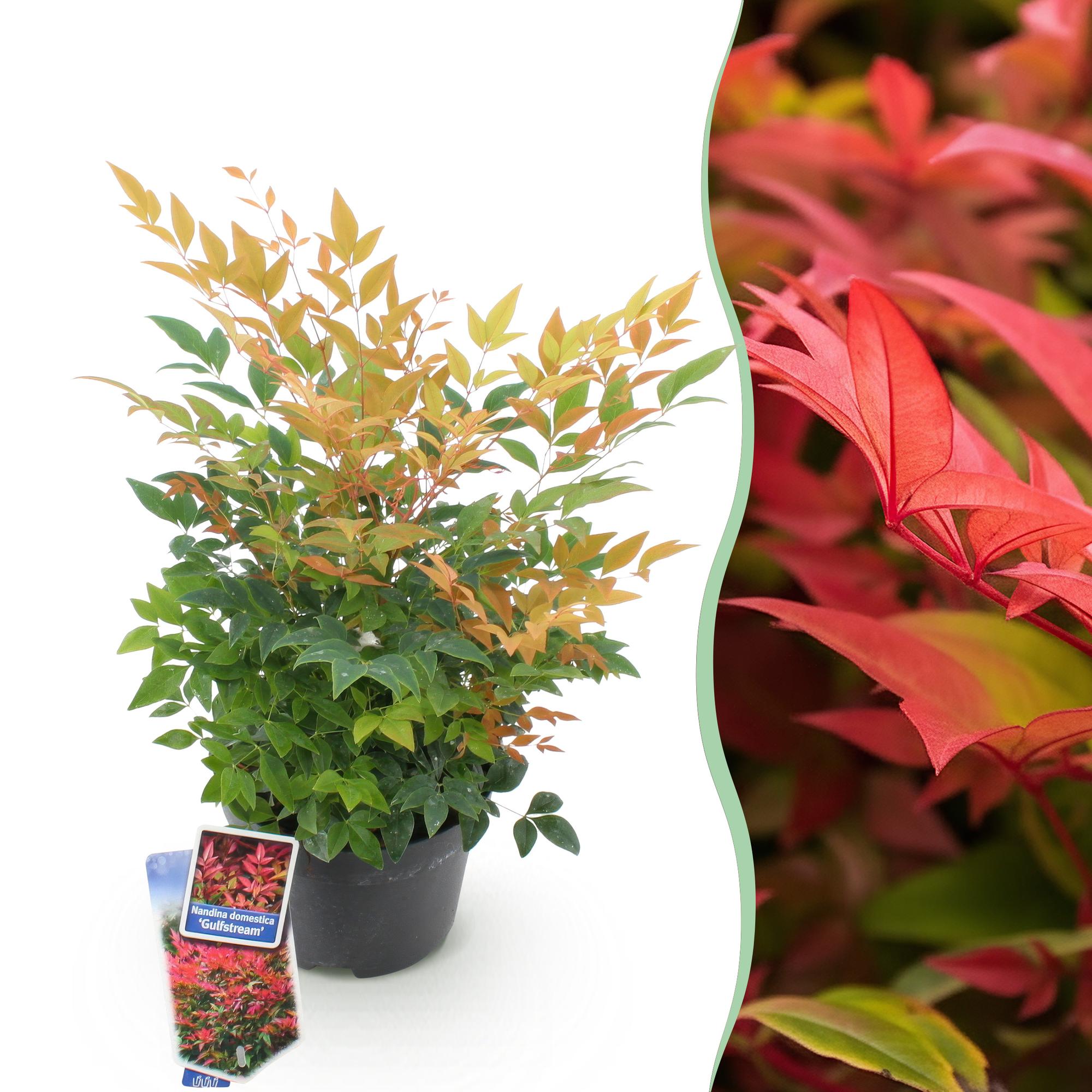 green-guardia-unsere-pflanzen-nandina-gulfstream-zierstrauch-1x image 1
