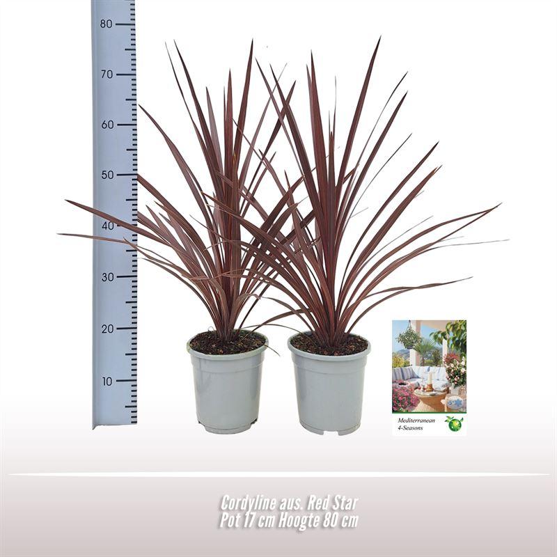 green-guardia-unsere-pflanzen-cordyline-red-star-80cm-rot image 1