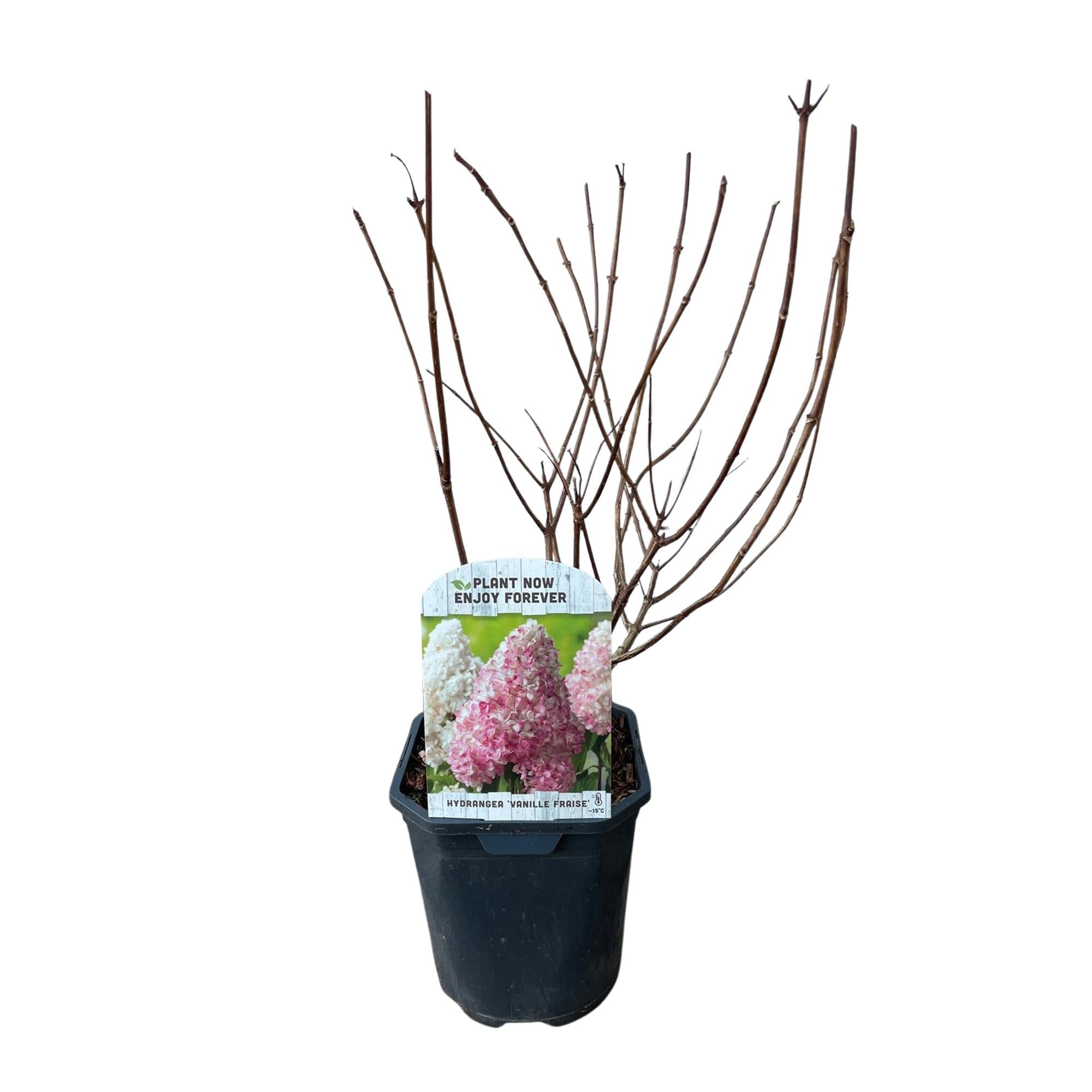 green-guardia-rispenhortensie-vanille-fraise-17cm-topf image 2