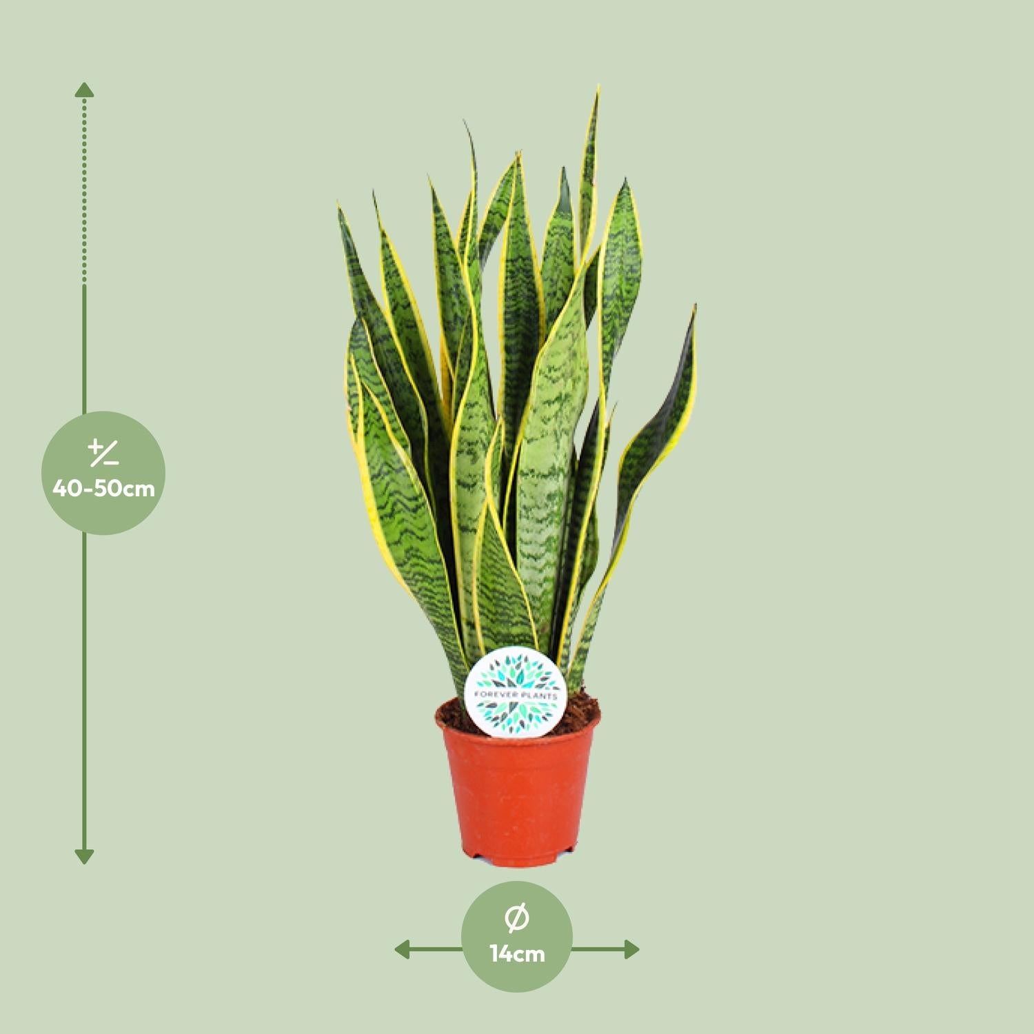 green-guardia-unsere-pflanzen-sansevieria-laurentii-bogenhanf-40-85-cm image 2