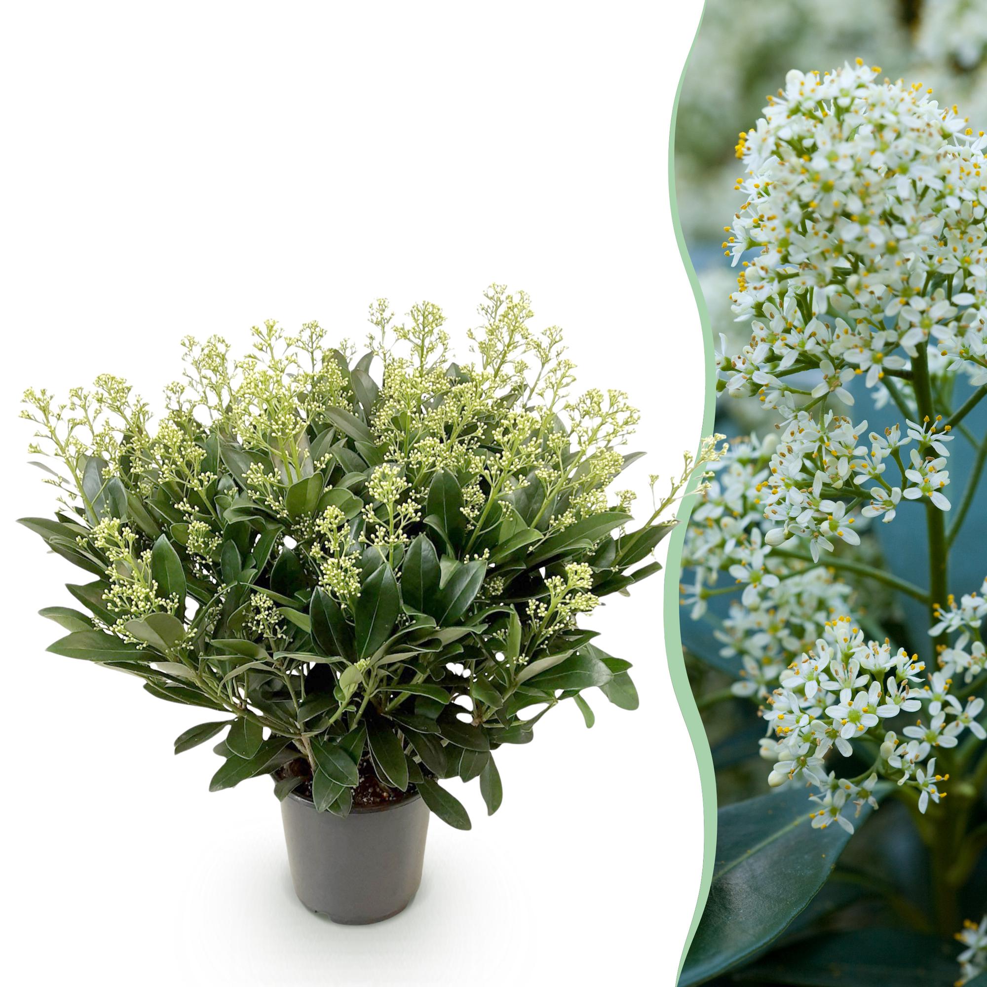 green-guardia-skimmia-finchy-wei-e-bl-ten-1-pflanze image 1