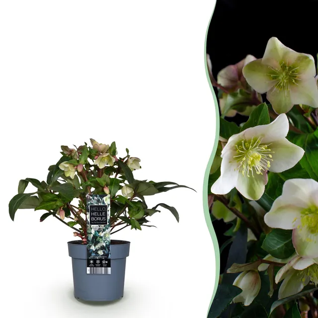green-guardia-unsere-pflanzen-helleborus-diamfire-winterbl-her-40-cm image 1