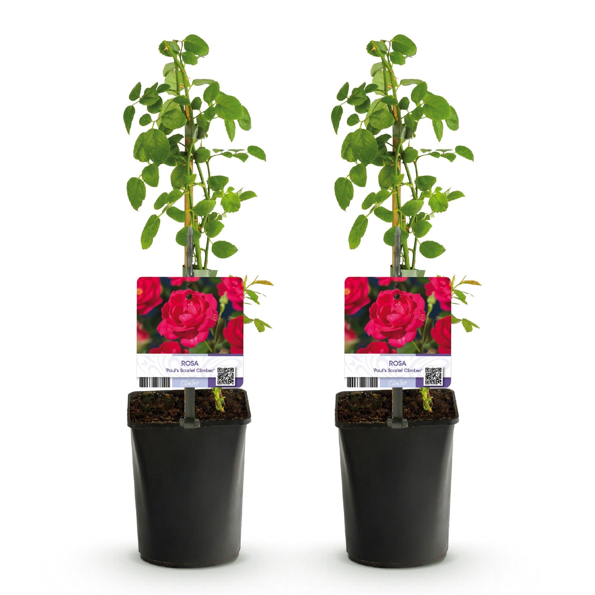 green-guardia-unsere-pflanzen-kletterrose-paul-scarlet-rankrose-rot image 2