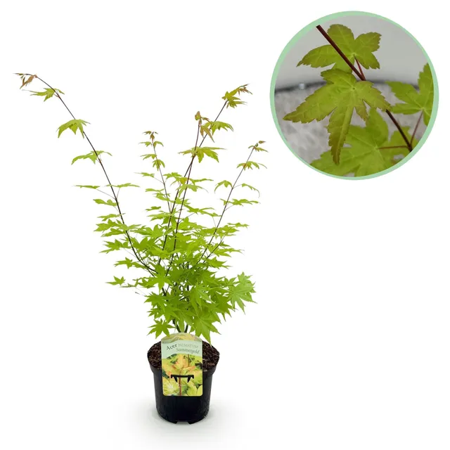green-guardia-acer-summergold-japanischer-ahorn-19cm image 1