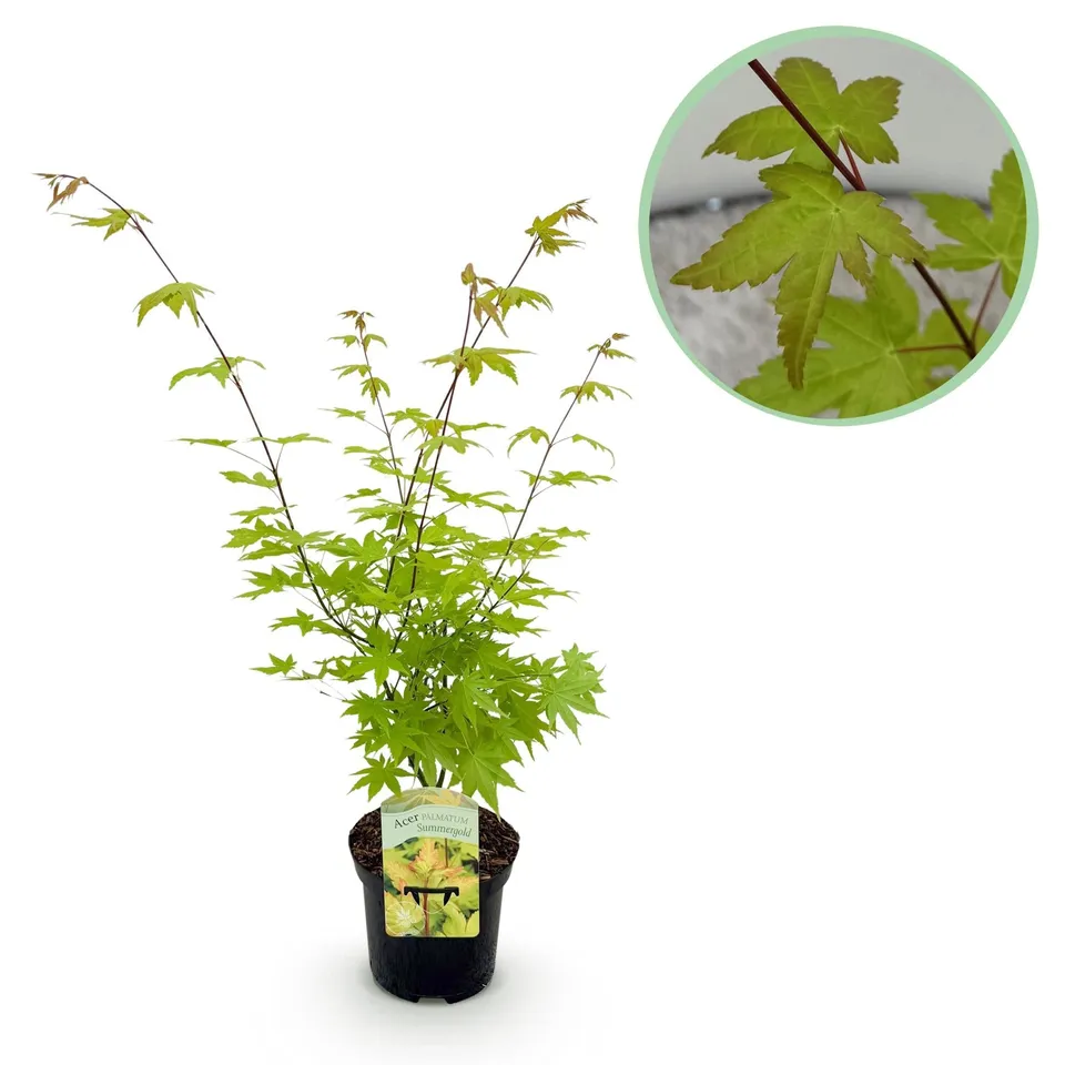 green-guardia-acer-summergold-japanischer-ahorn-19cm image 1