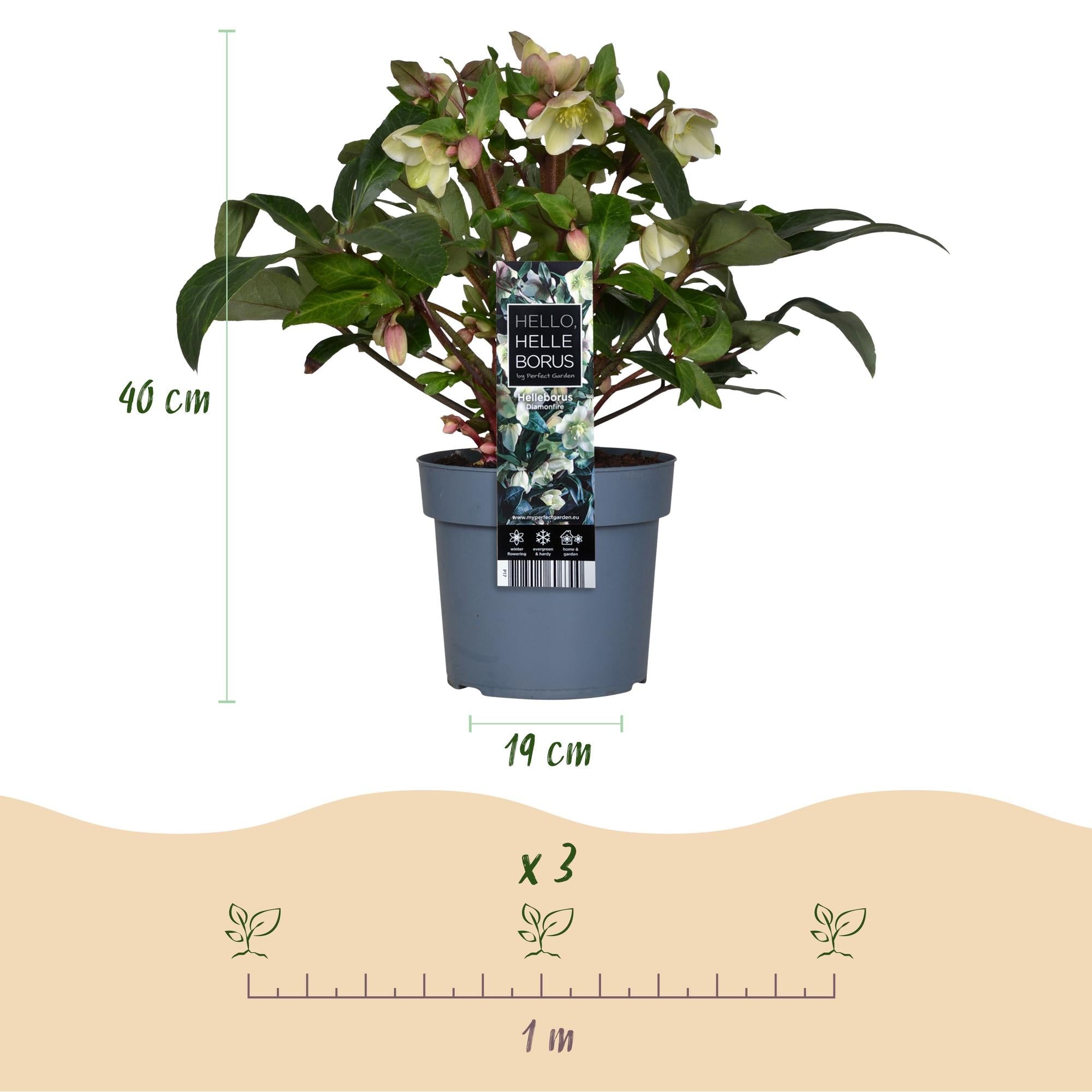 green-guardia-unsere-pflanzen-helleborus-diamfire-winterbl-her-40-cm image 2