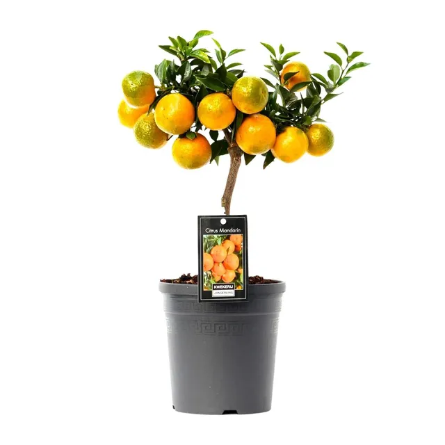 green-guardia-citrus-mandarin-baum-16cm-topf image 1