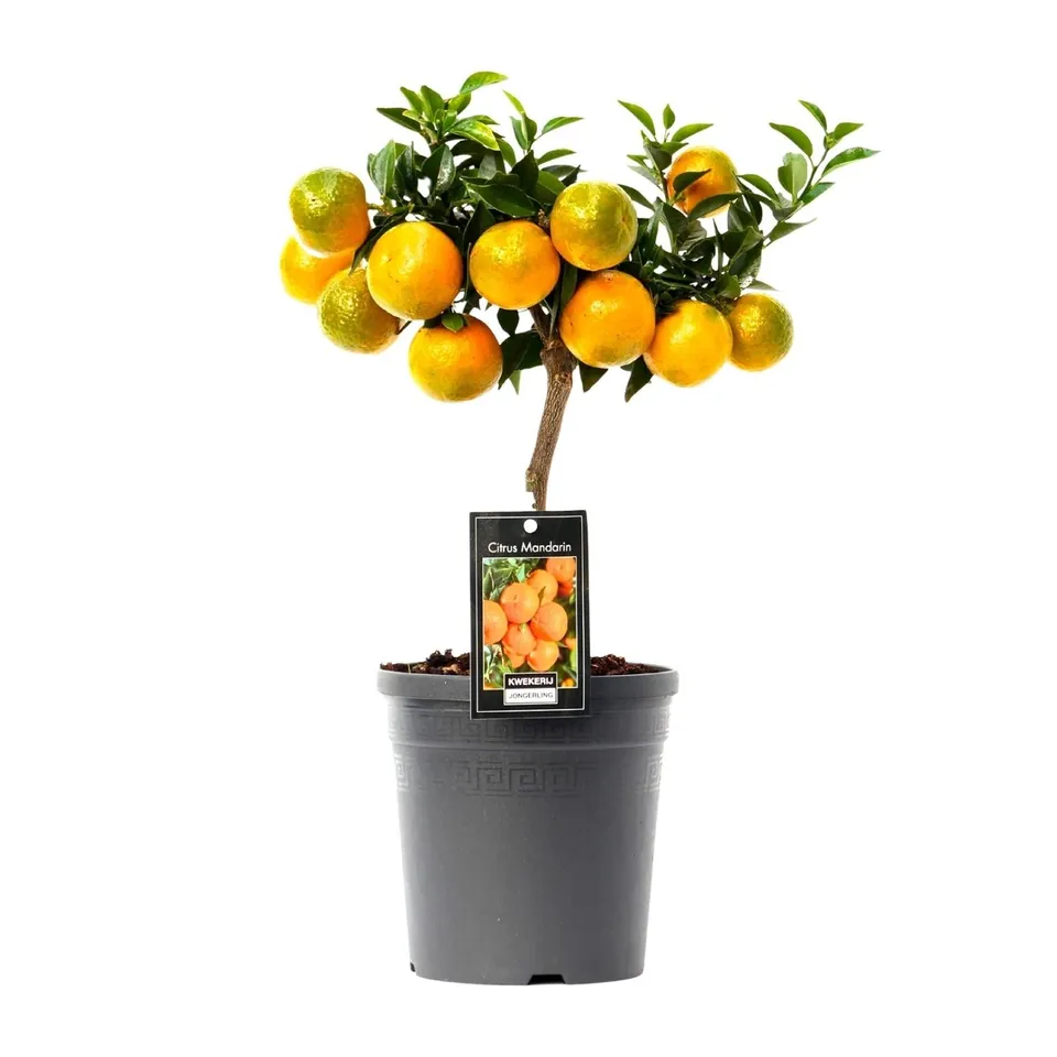 green-guardia-citrus-mandarin-baum-16cm-topf image 1