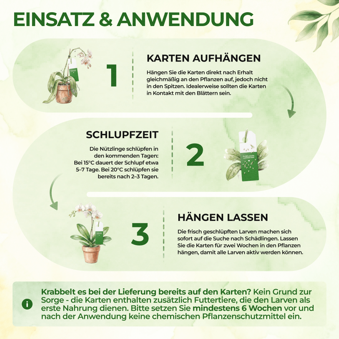 green-guardia-florfliegenlarven-eier-n-tzlinge-gegen-blattl-use-1-karte image 3