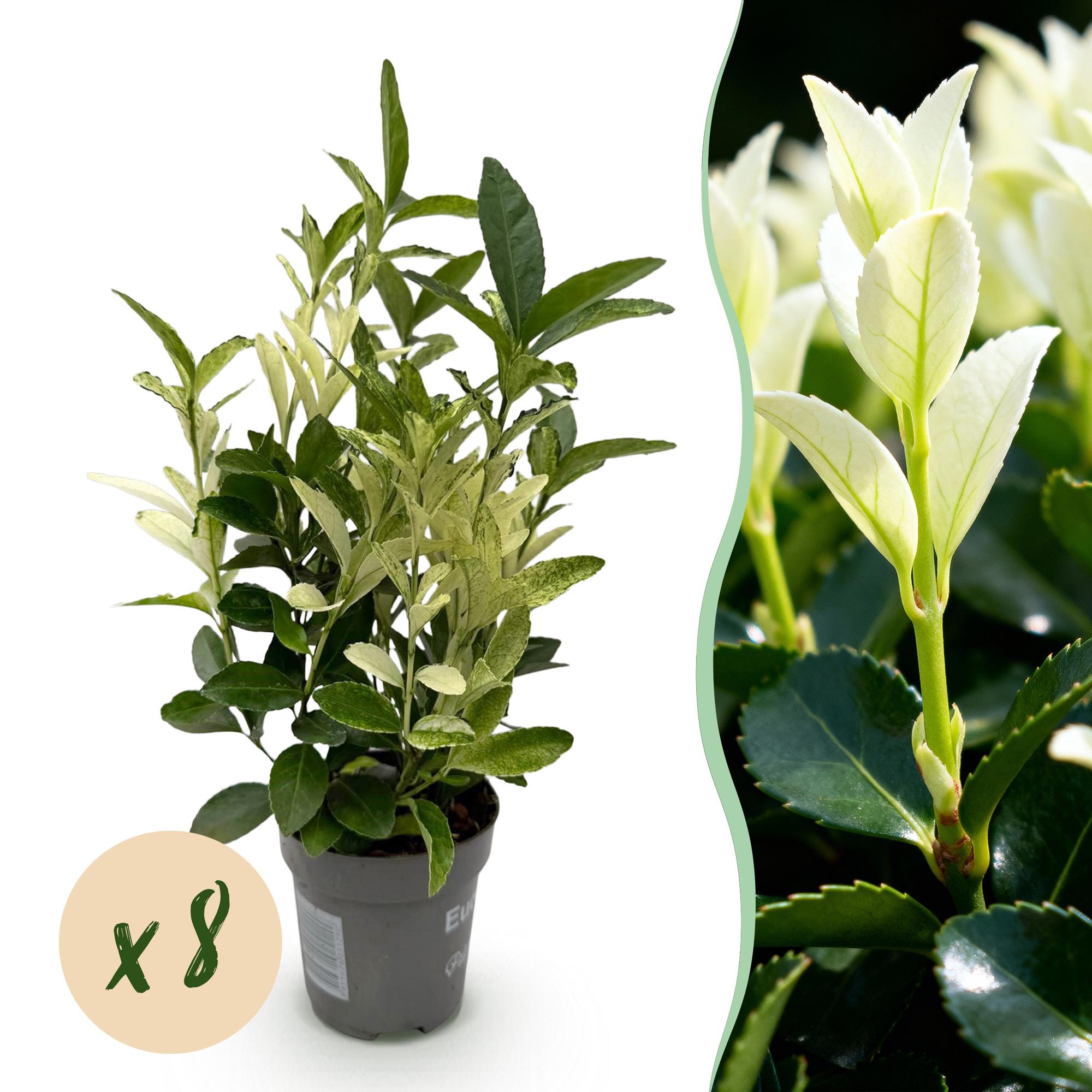 green-guardia-paloma-blanca-spindelstrauch-8-pflanzen-9cm image 1