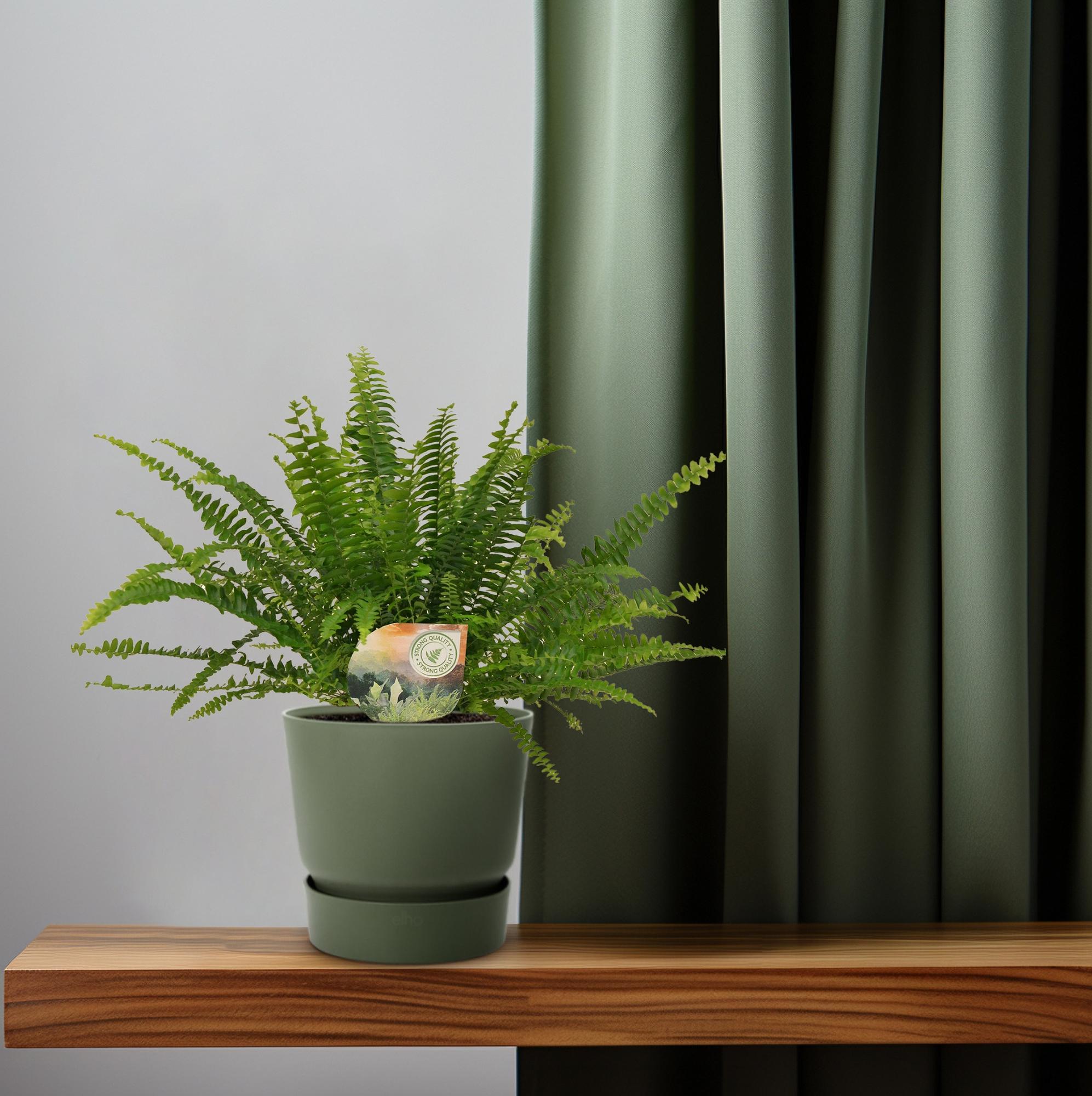 green-guardia-farn-green-lady-zimmerpflanze-nephrolepis-12-cm-30-cm image 4