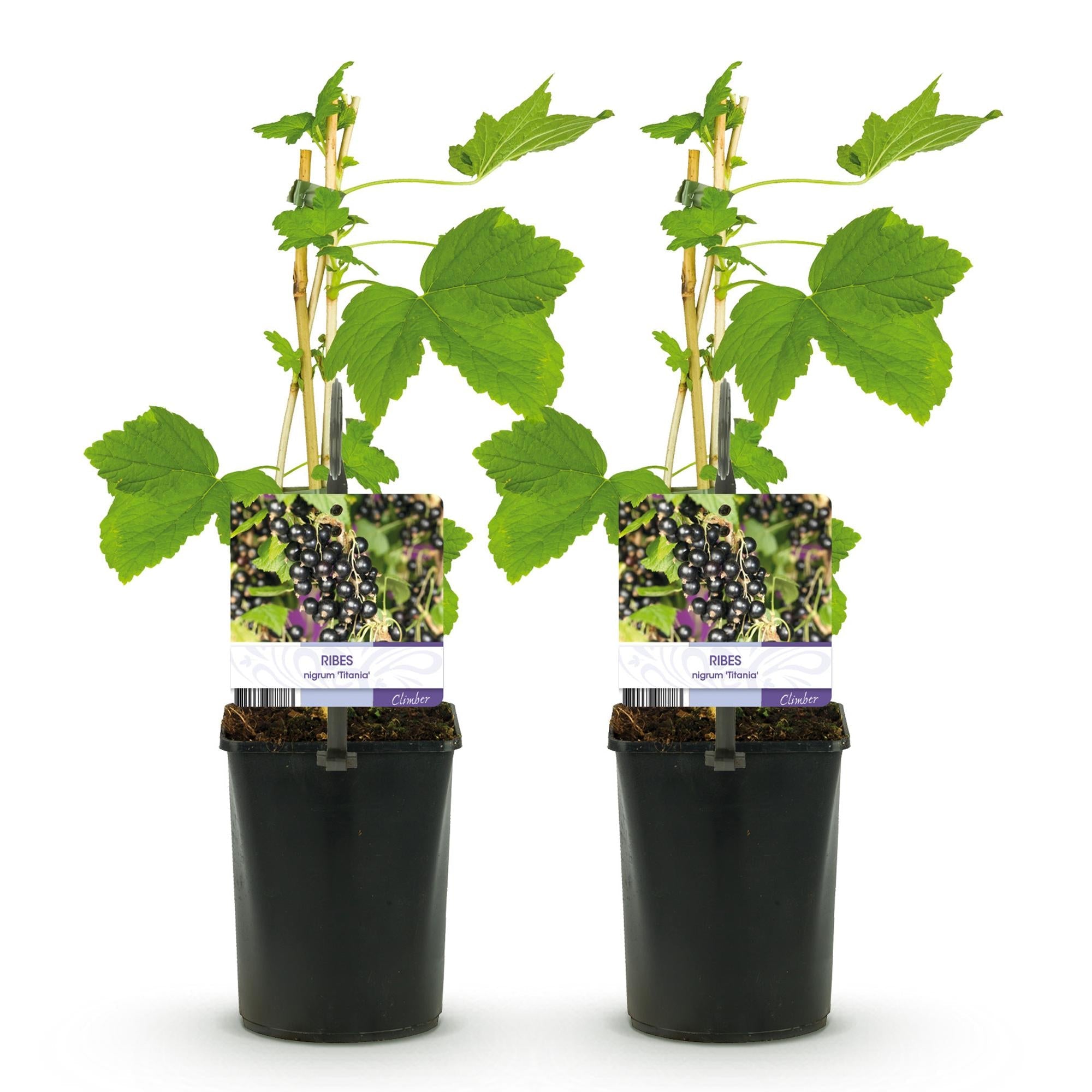 green-guardia-unsere-pflanzen-ribes-titania-johannisbeere-2x-40cm image 3