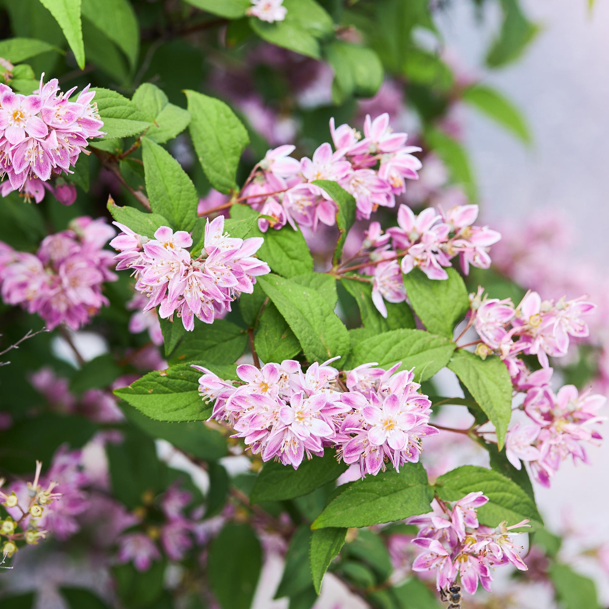 green-guardia-deutzia-strawberry-fields-zierstrauch-45-cm image 4