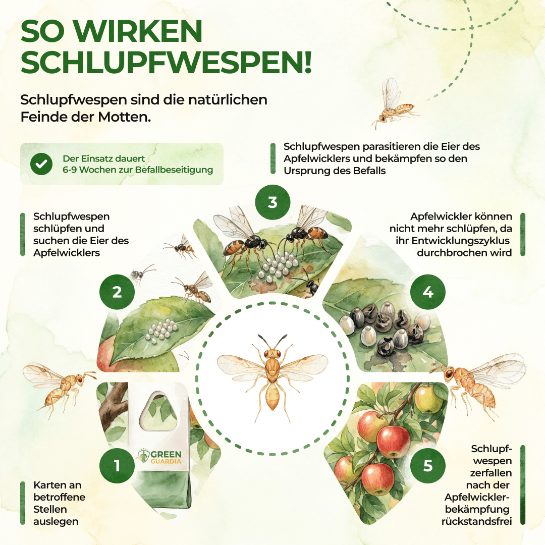 green-guardia-schlupfwespen-gegen-apfelwickler-n-tzlinge-3-karten image 2