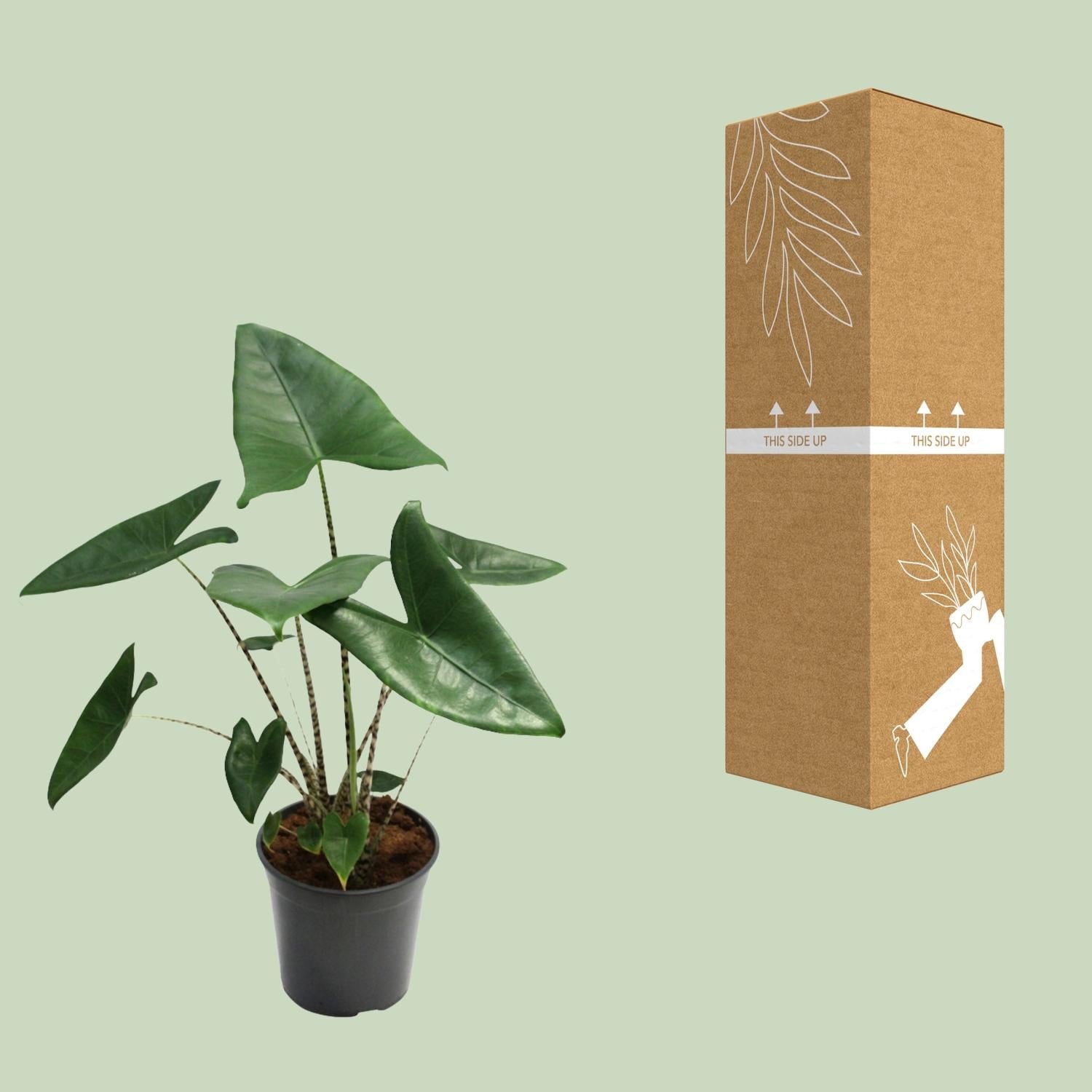 green-guardia-alocasia-zebrina-pfeilblatt-75-cm-19-cm-topf image 3