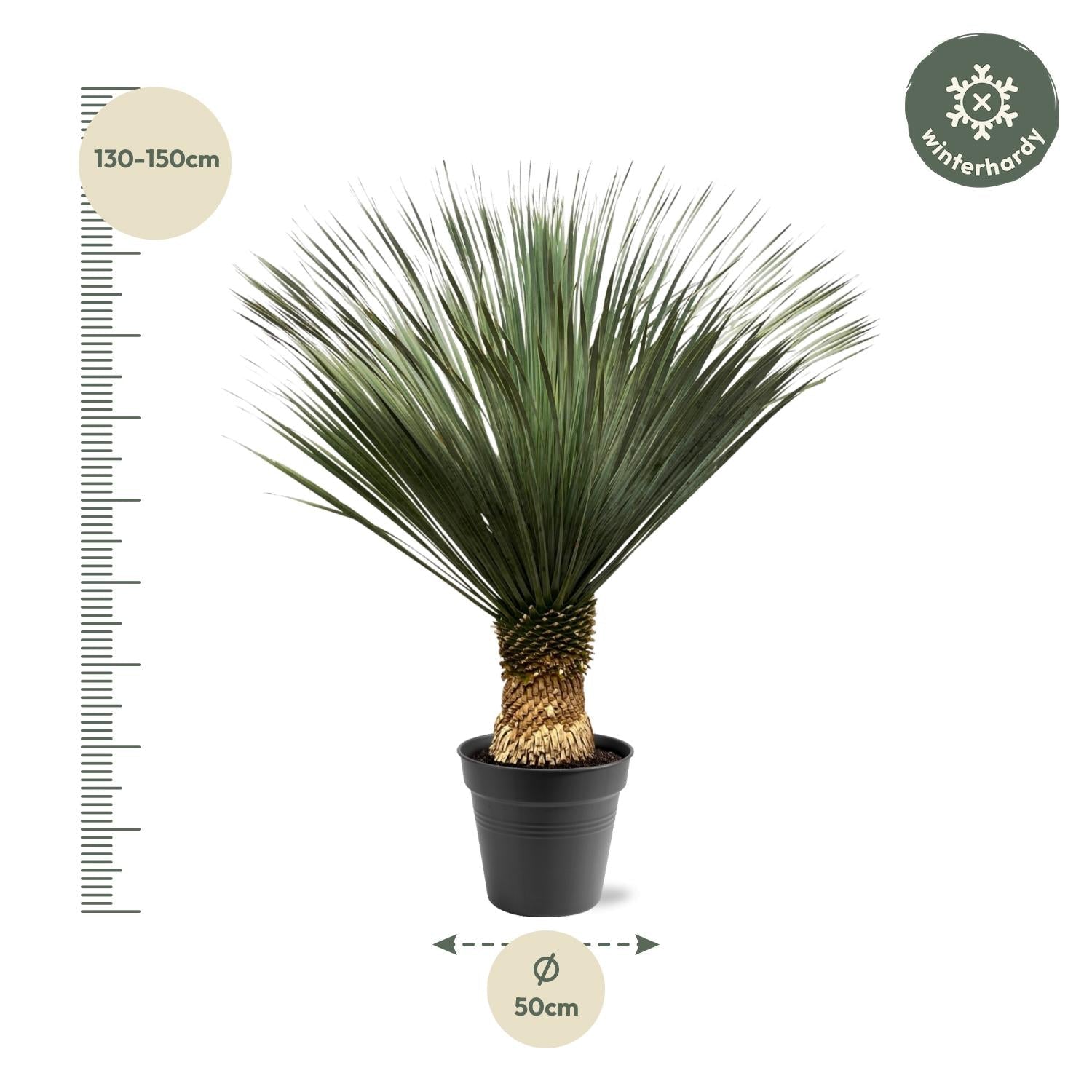 green-guardia-yucca-rostrata-blaue-palmlilie-140-160-cm-winterhart image 4
