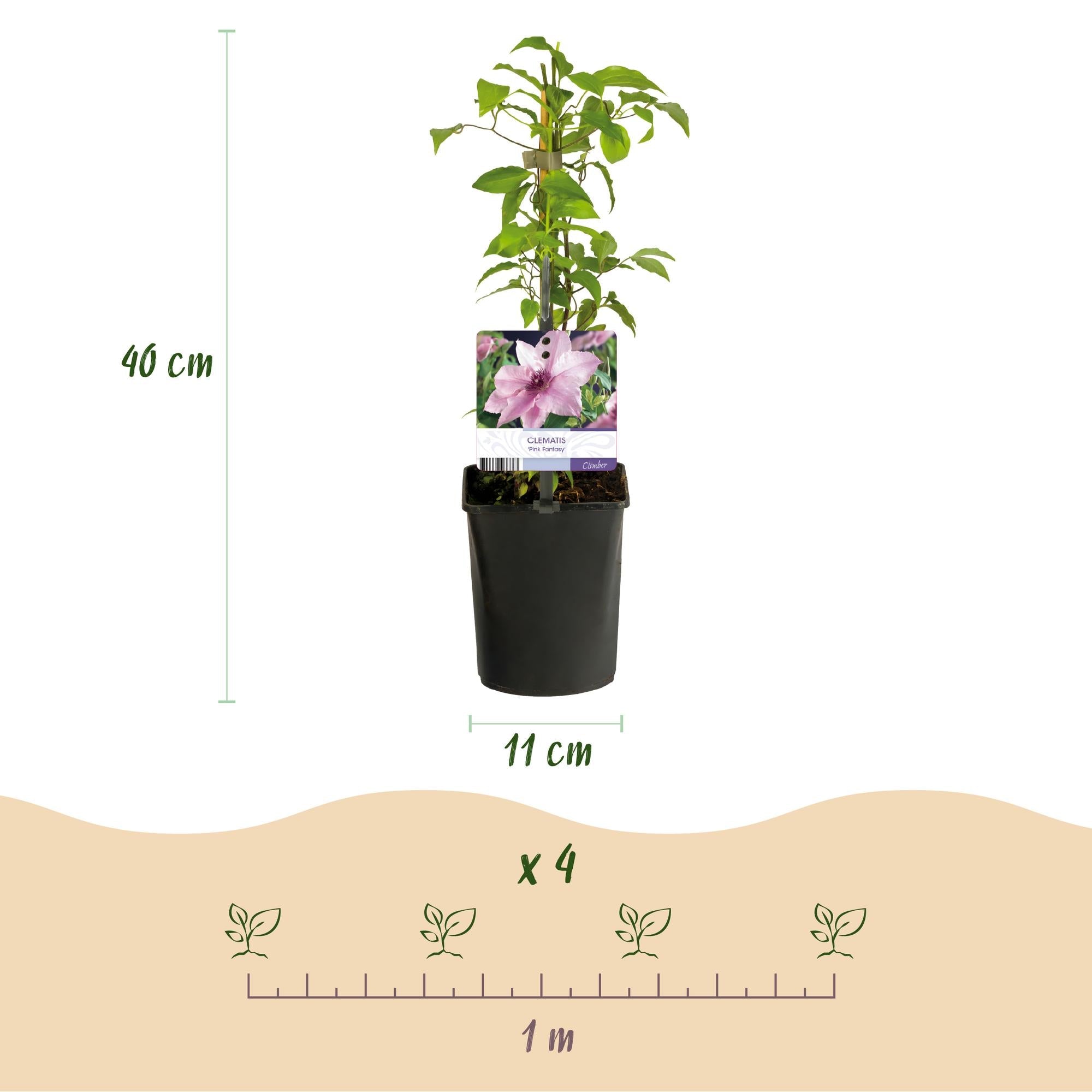 green-guardia-unsere-pflanzen-clematis-pink-fantasy-rosa-2x-11cm-topf image 2