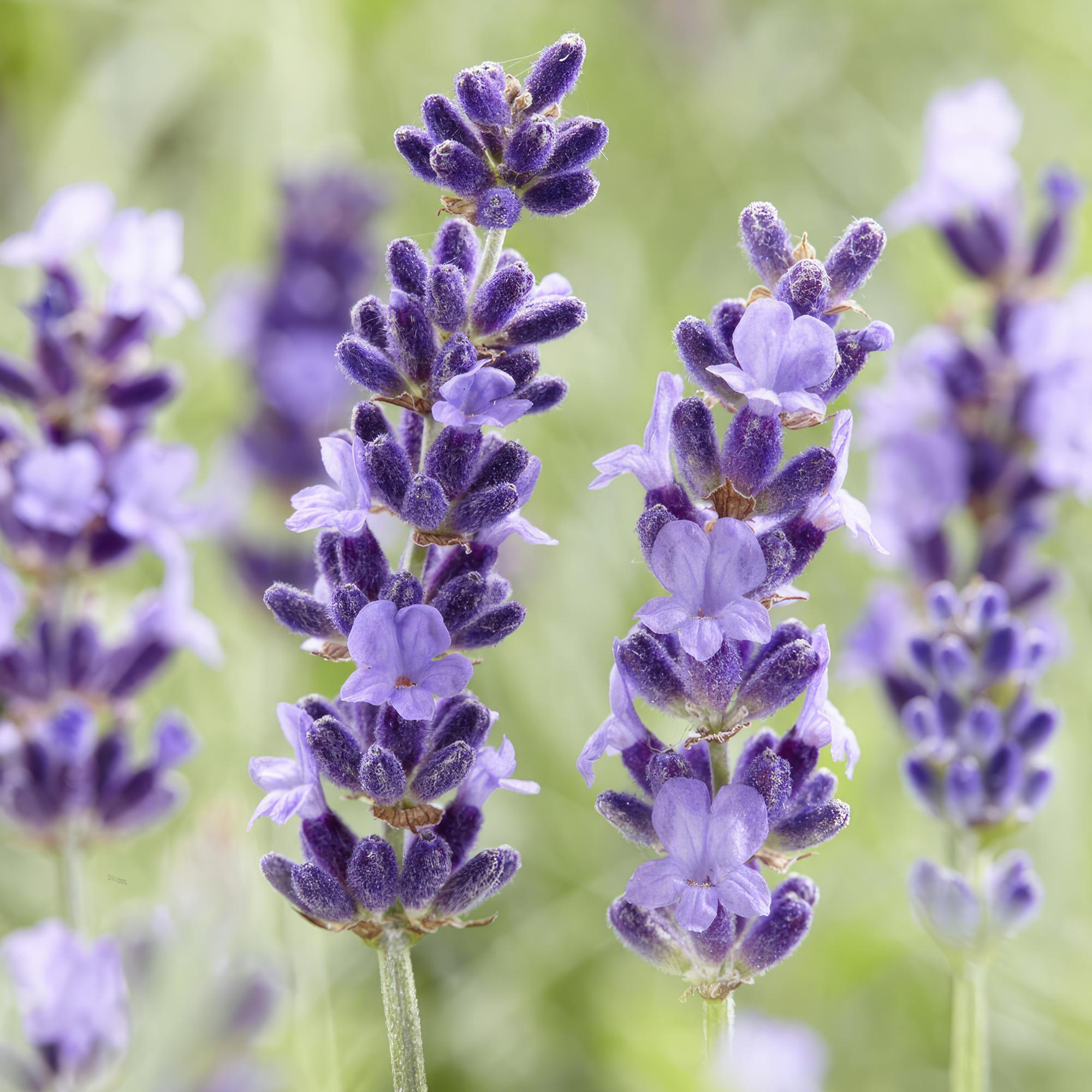 green-guardia-hidcote-lavandula-lavendel-6-pflanzen-9cm-violett image 5