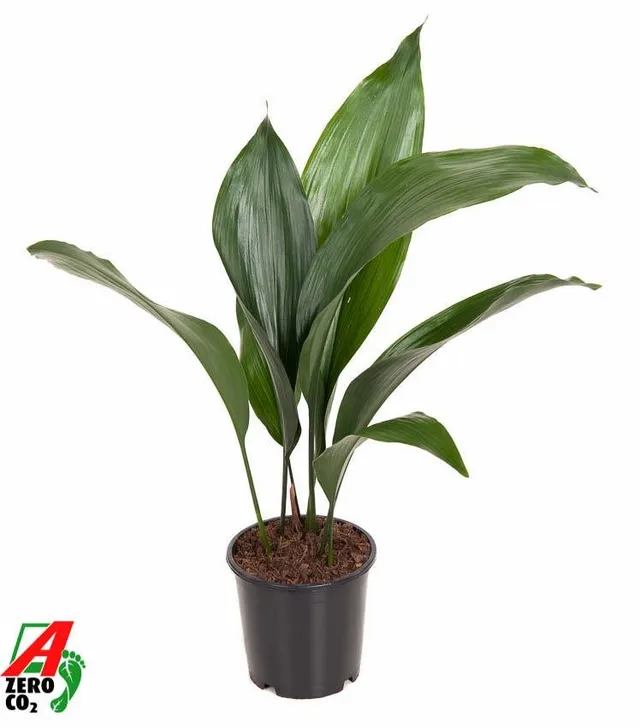 green-guardia-aspidistra-elatior-schusterpalme-13-cm-topf-50-cm image 1