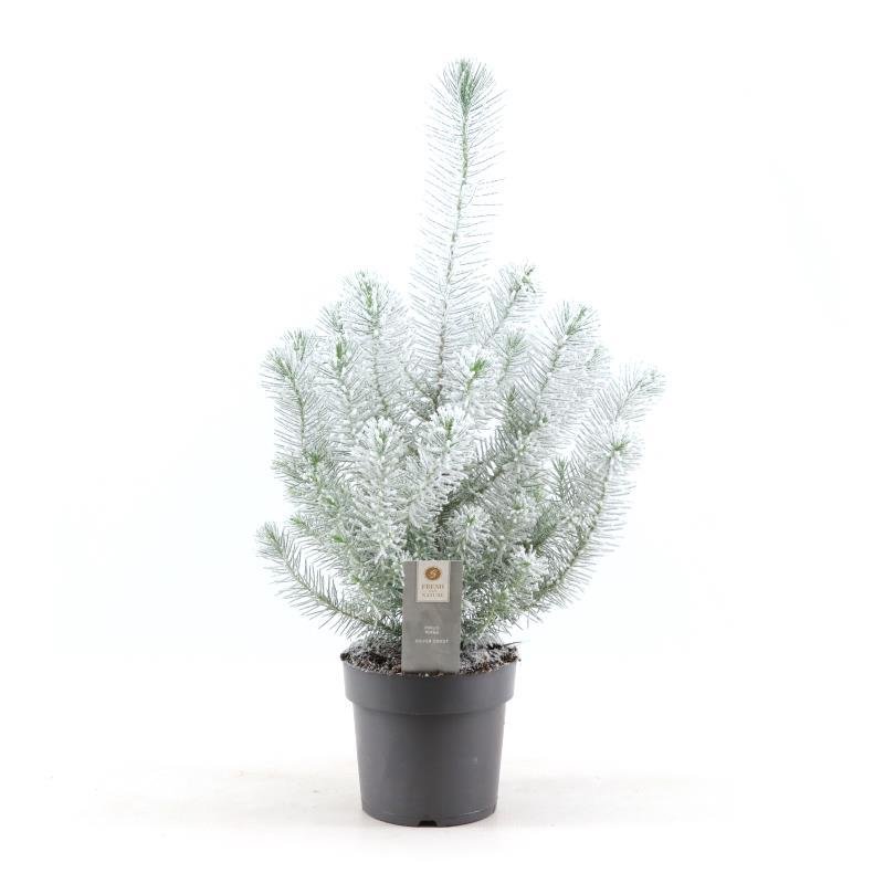 green-guardia-pinus-silver-crest-snow-zwergpinie-50cm image 1