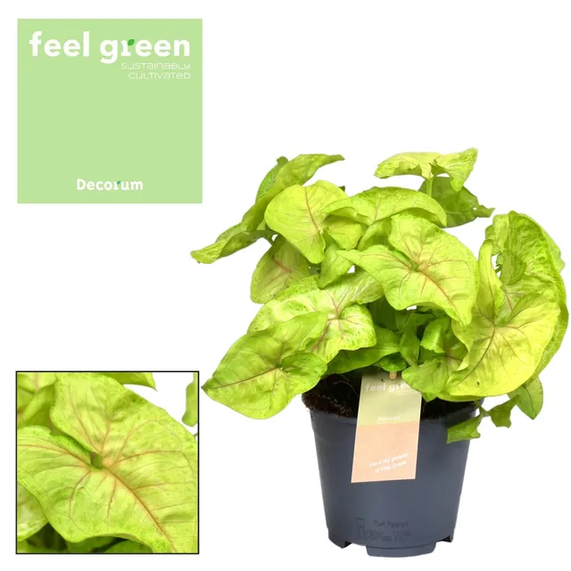 green-guardia-syngonium-pfeilblatt-zimmerpflanze-15-30-cm-gr-n image 1