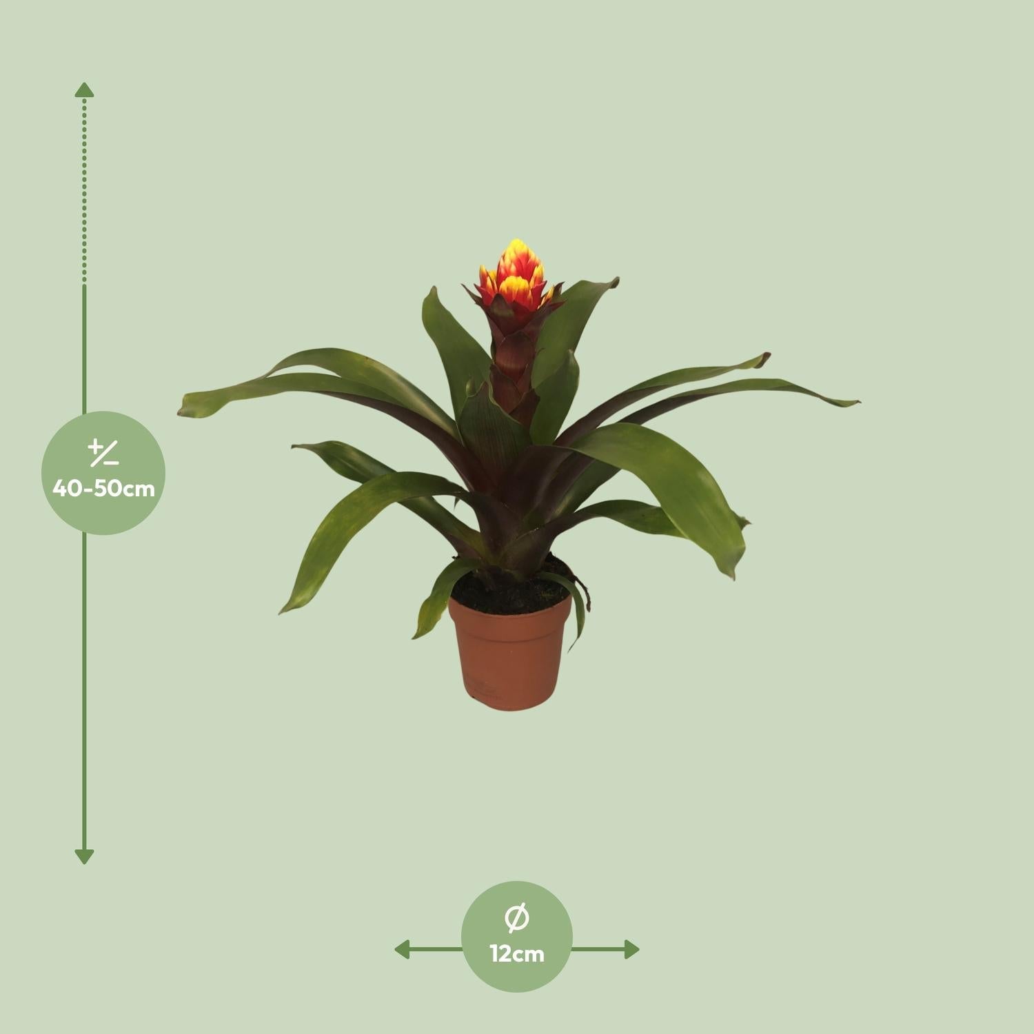 green-guardia-guzmania-bromelie-zimmerpflanze-crown-12cm image 4