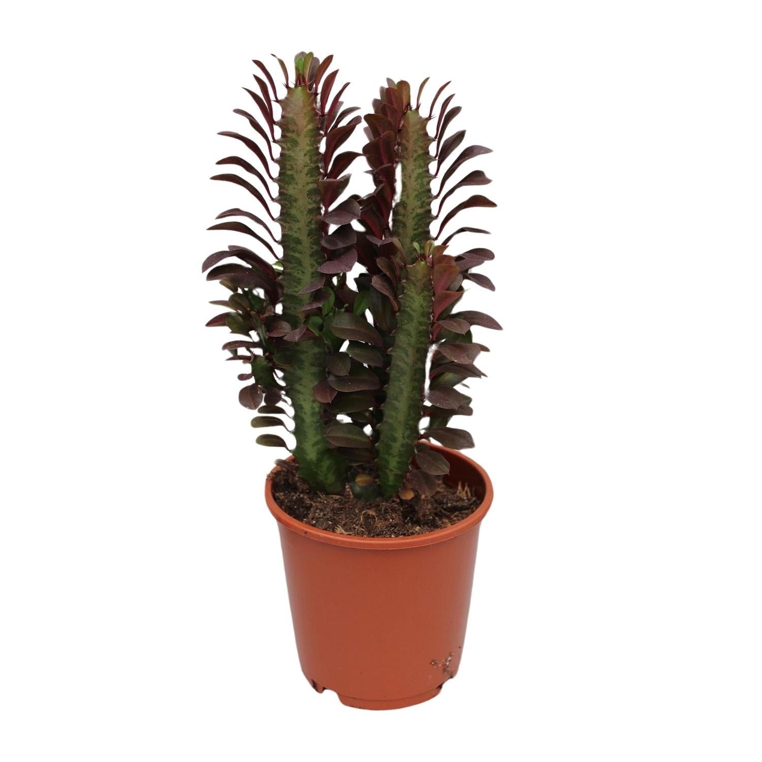 green-guardia-unsere-pflanzen-euphorbia-trigona-sukkulente-40cm-12cm-topf image 1