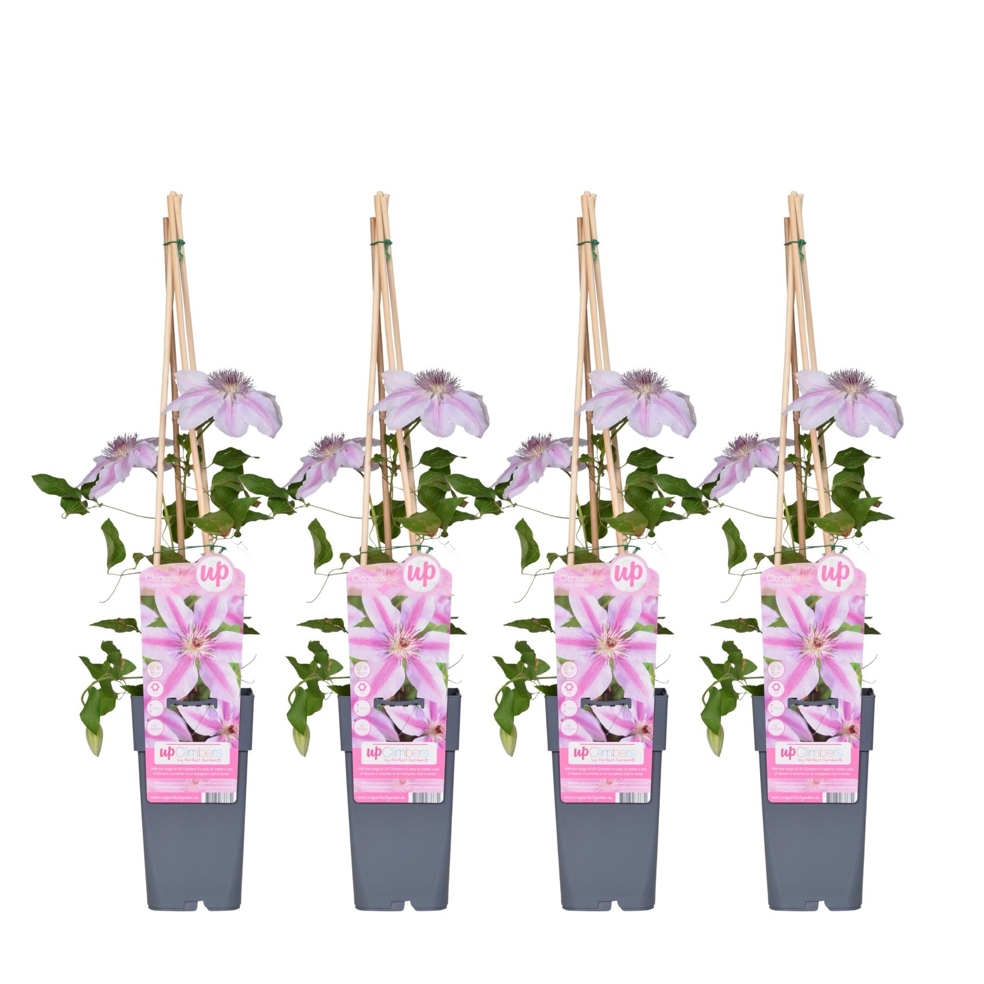 green-guardia-clematis-nelly-moser-rosa-15cm-topf image 5