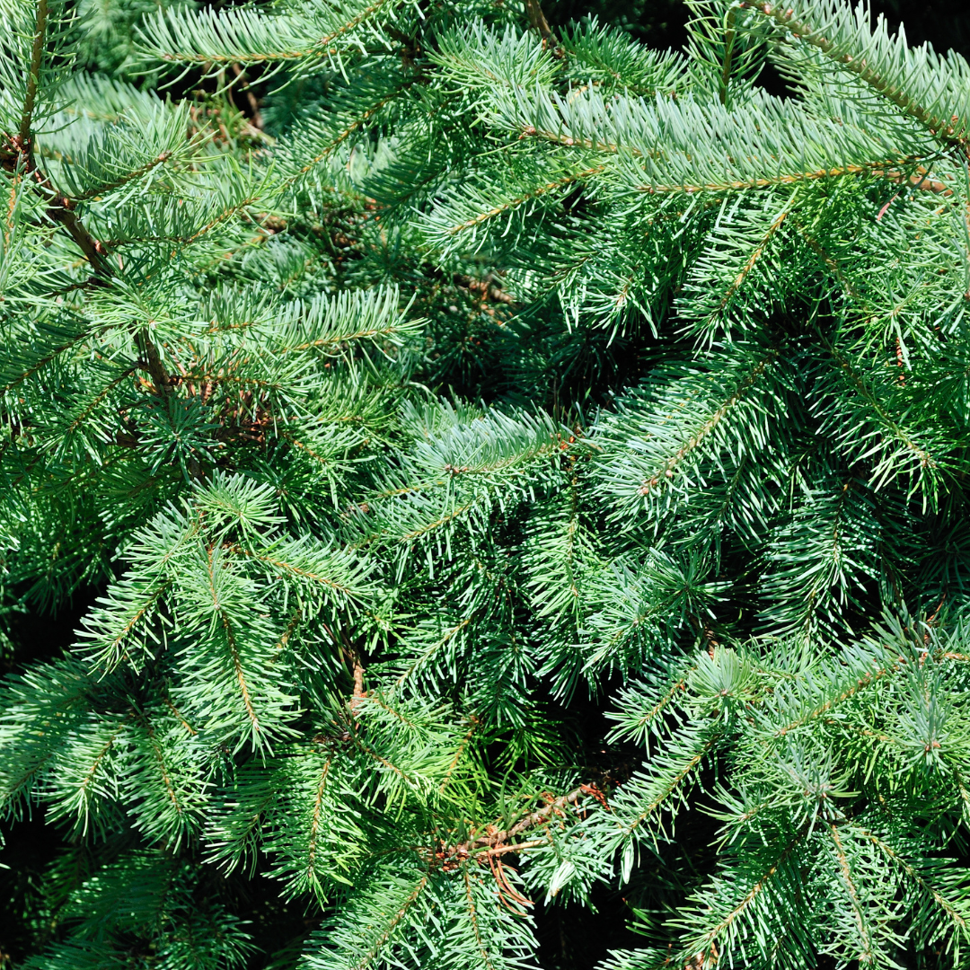green-guardia-zwergfichte-conica-weihnachtsbaum-im-topf-70-cm image 3