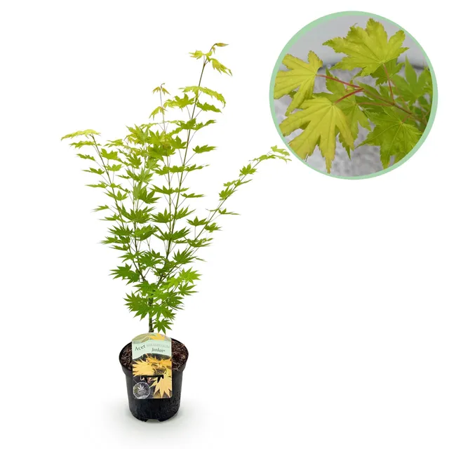 green-guardia-unsere-pflanzen-acer-palmatum-jordan-ahorn-70cm-wei image 1