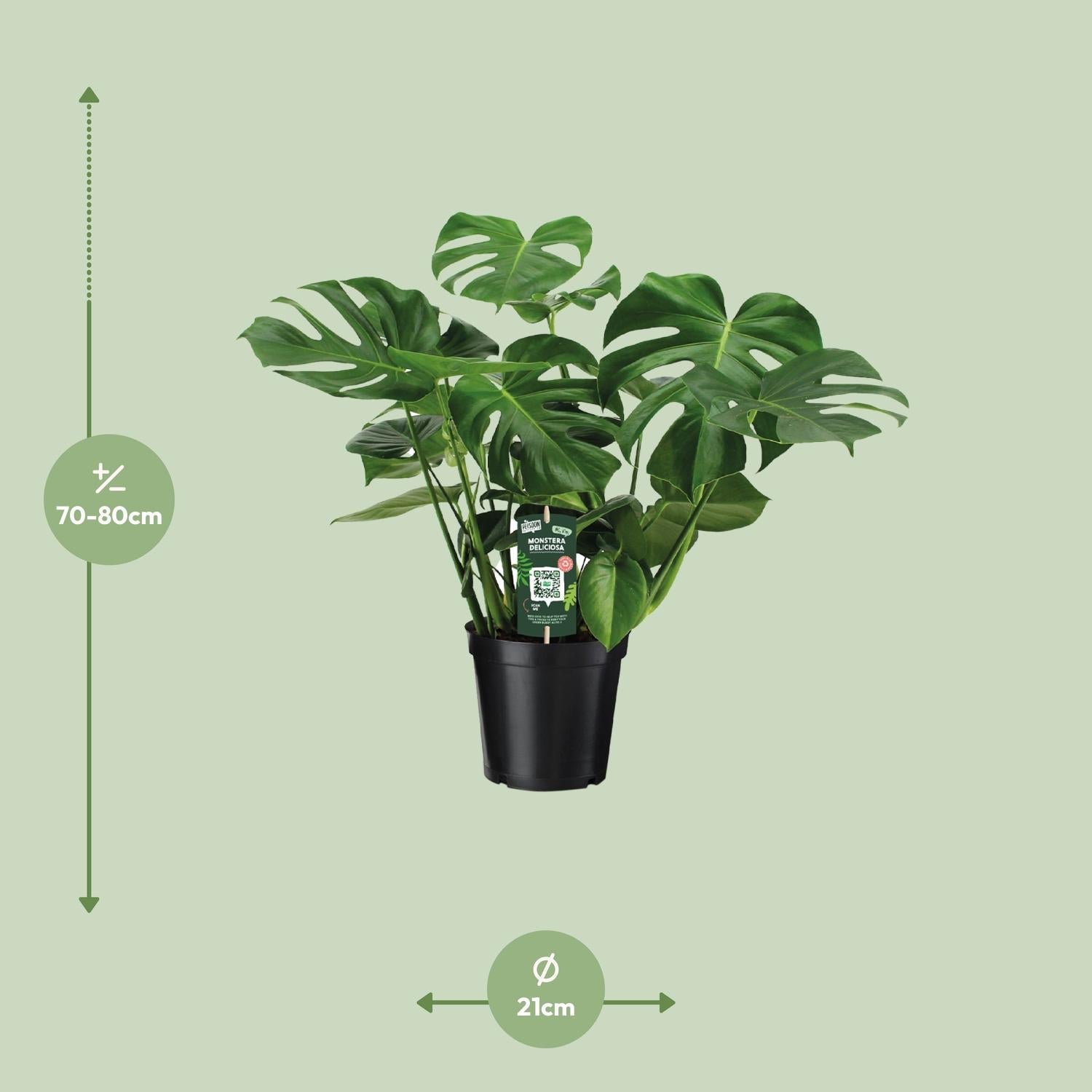green-guardia-monstera-deliciosa-fensterblatt-105-cm-pflanze image 5
