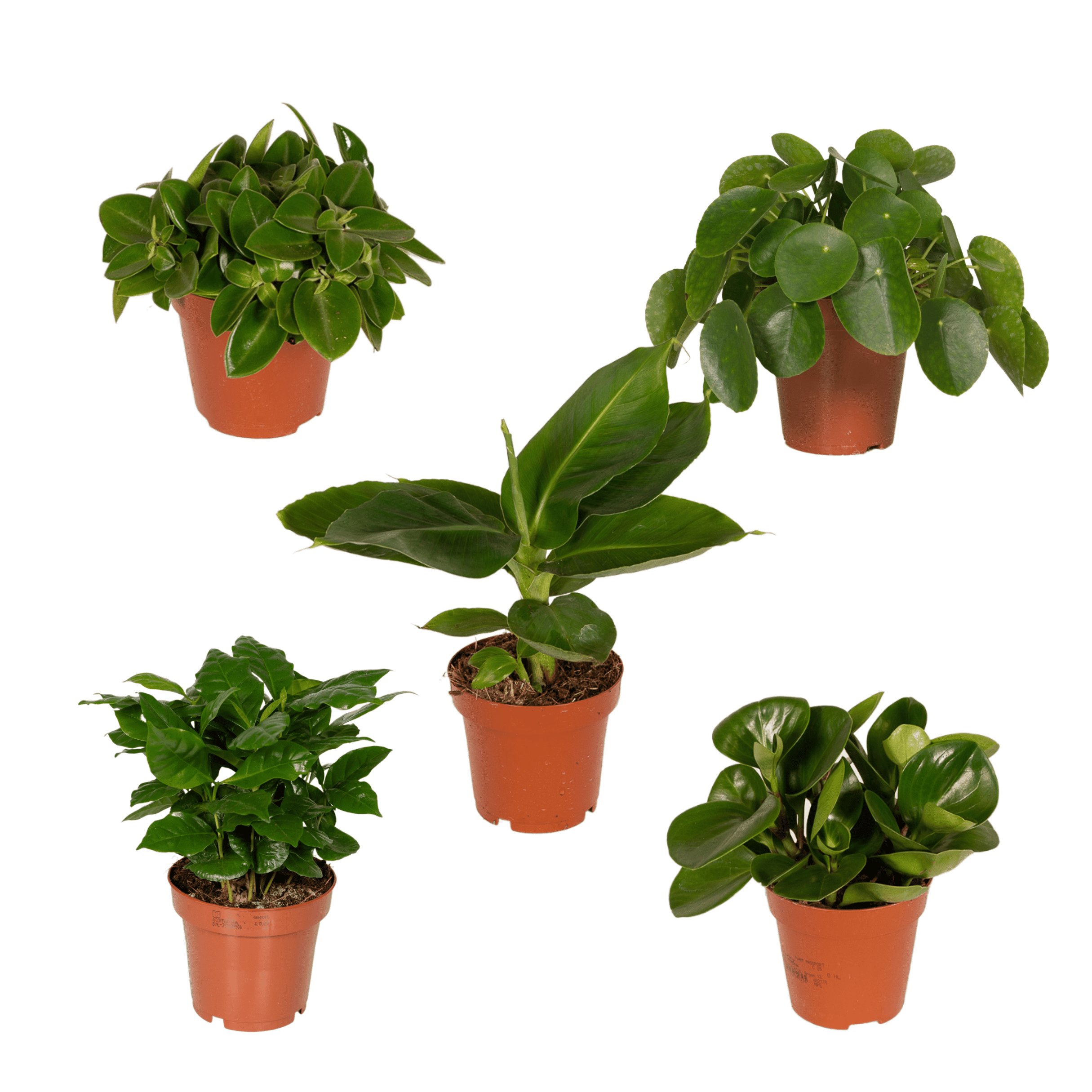 green-guardia-unsere-pflanzen-berraschungsbox-5-pflanzen-12cm image 3