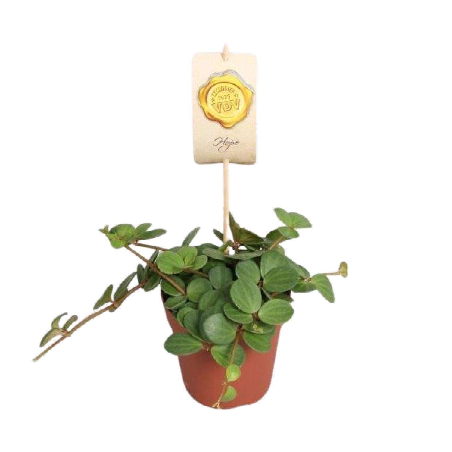 green-guardia-peperomia-hope-peperomie-12-cm-topf image 1