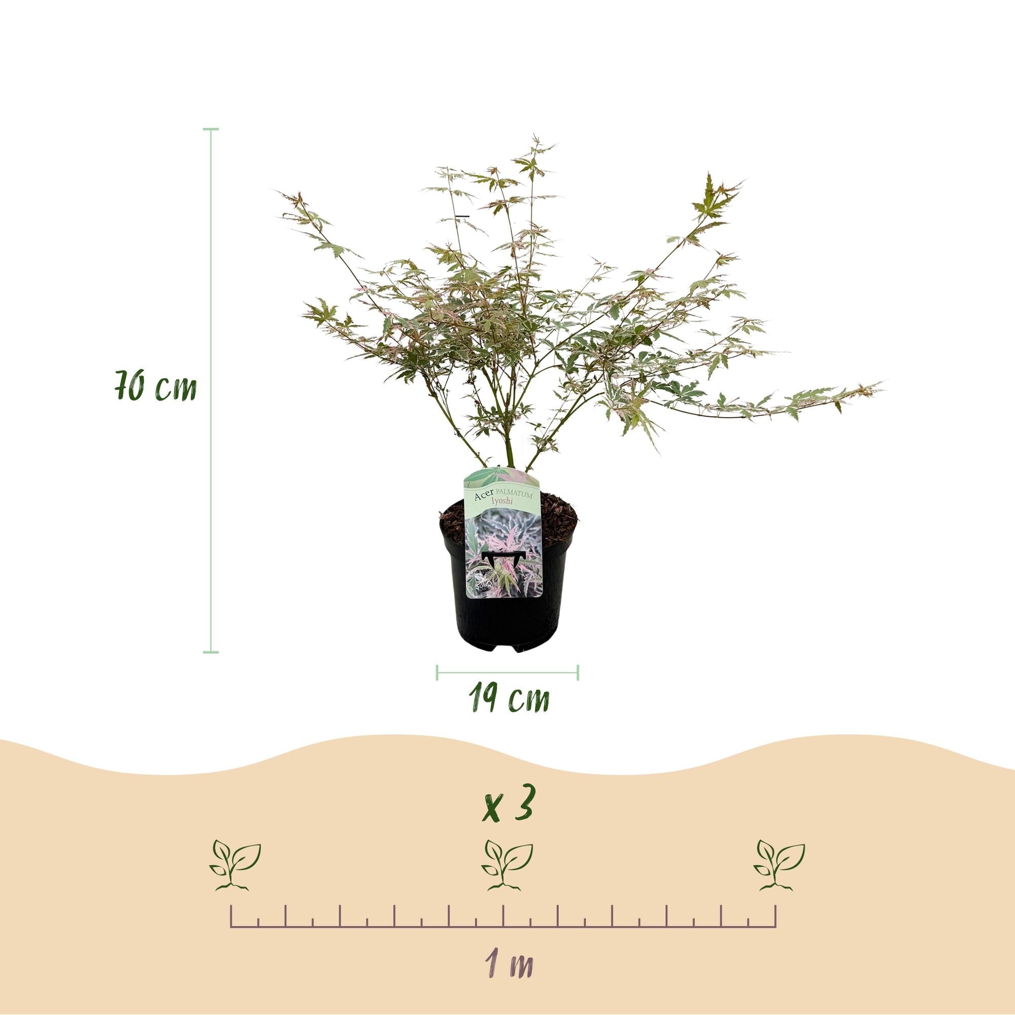 green-guardia-acer-palmatum-iyoshi-japan-ahorn-19cm-70cm image 2