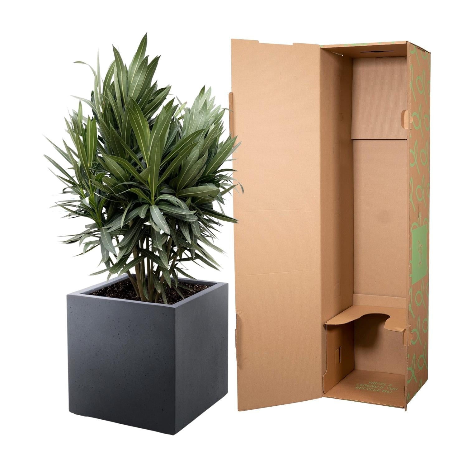 green-guardia-oleander-nerium-oleander-bl-hstrauch-70cm-19 image 3