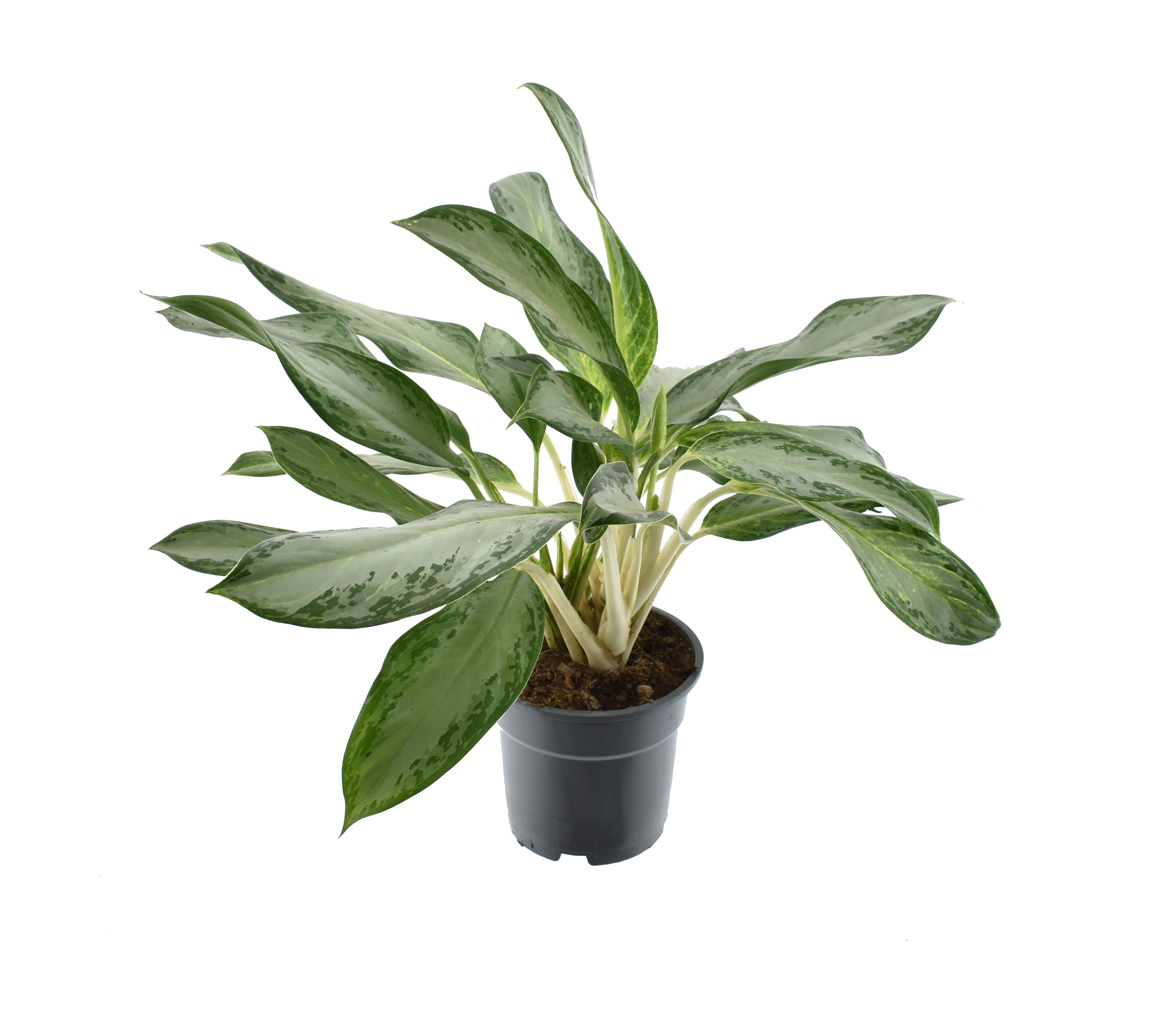 green-guardia-unsere-pflanzen-aglaonema-kolbenfaden-zimmerpflanze-35-80-cm image 8