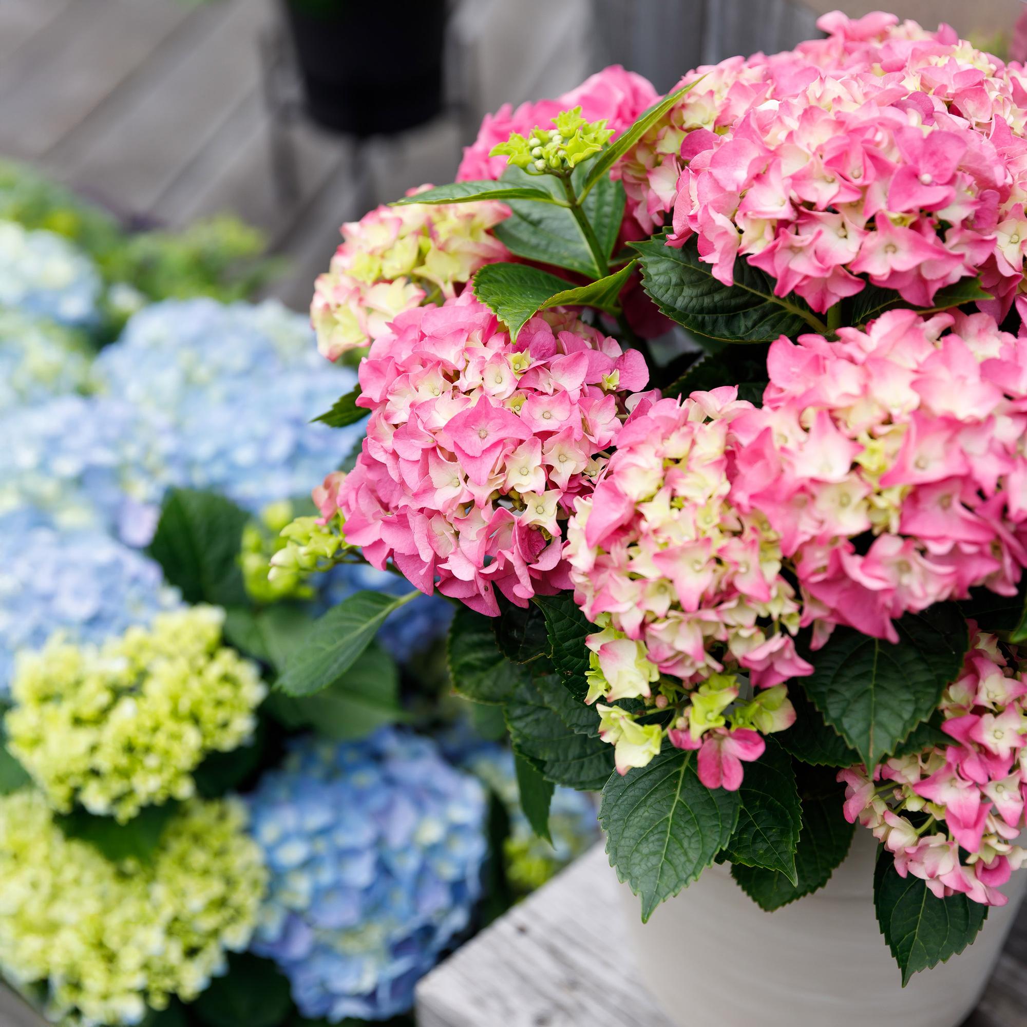 green-guardia-forever-ever-hortensie-rosa-23-cm-topf image 3